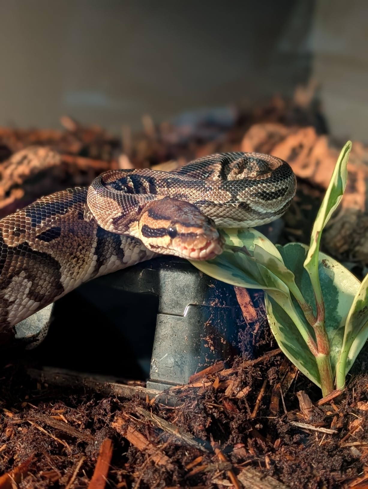 New Age Pet ECOFLEX Small 24