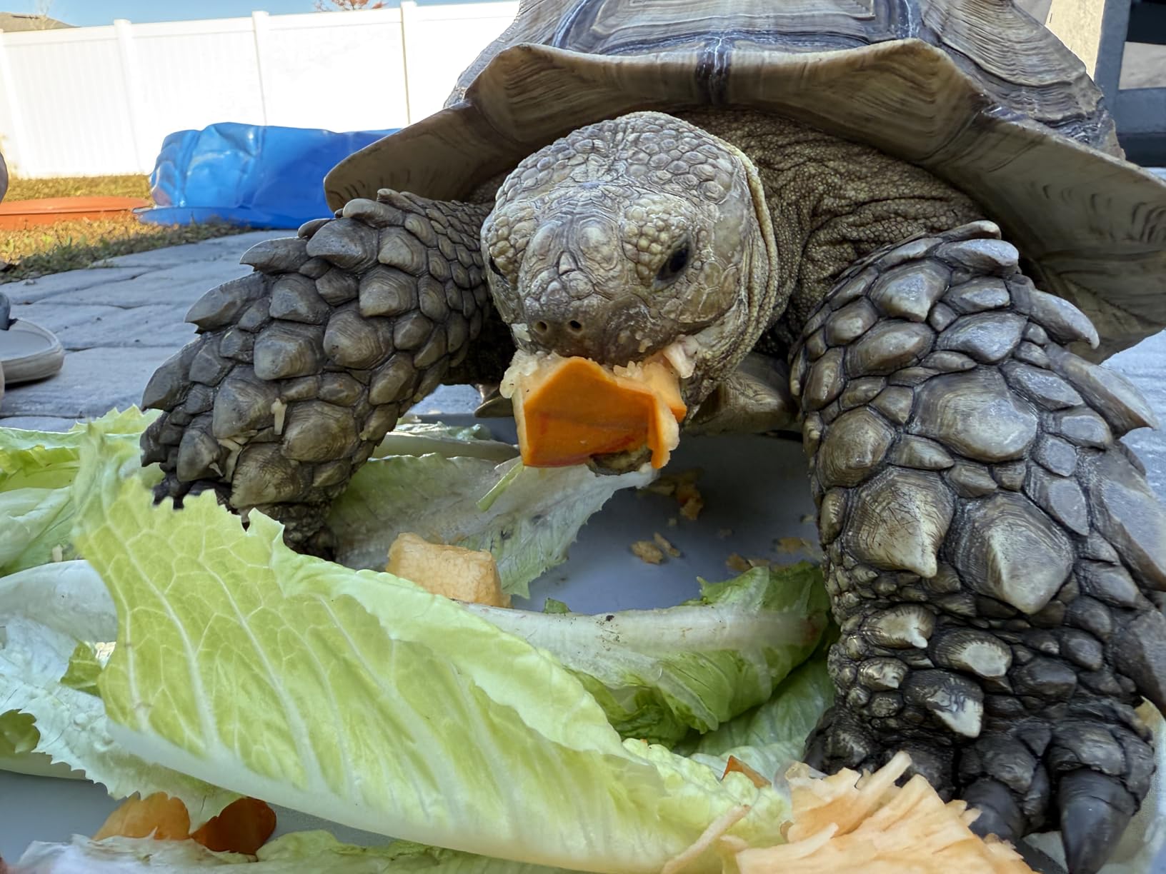 PETNF Chicken Coop Heater 140 Watts Radiant Heat Chicken Heater Energy Efficient Design Safer Than Brooder Lamps Heater for Chicken Coop, Heating Wire UL-Compliant Two Ways to Use, 11.81''x15.74'' customer photo 1