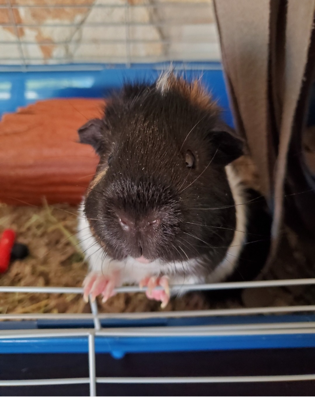 Rabbit Feeder, Hay Food Bin Feeder, Pink (Plastic), Adjustable, Removable Grass Rack, Stainless Steel Edge, for Rabbit, Guinea Pig, Chinchilla customer photo 2