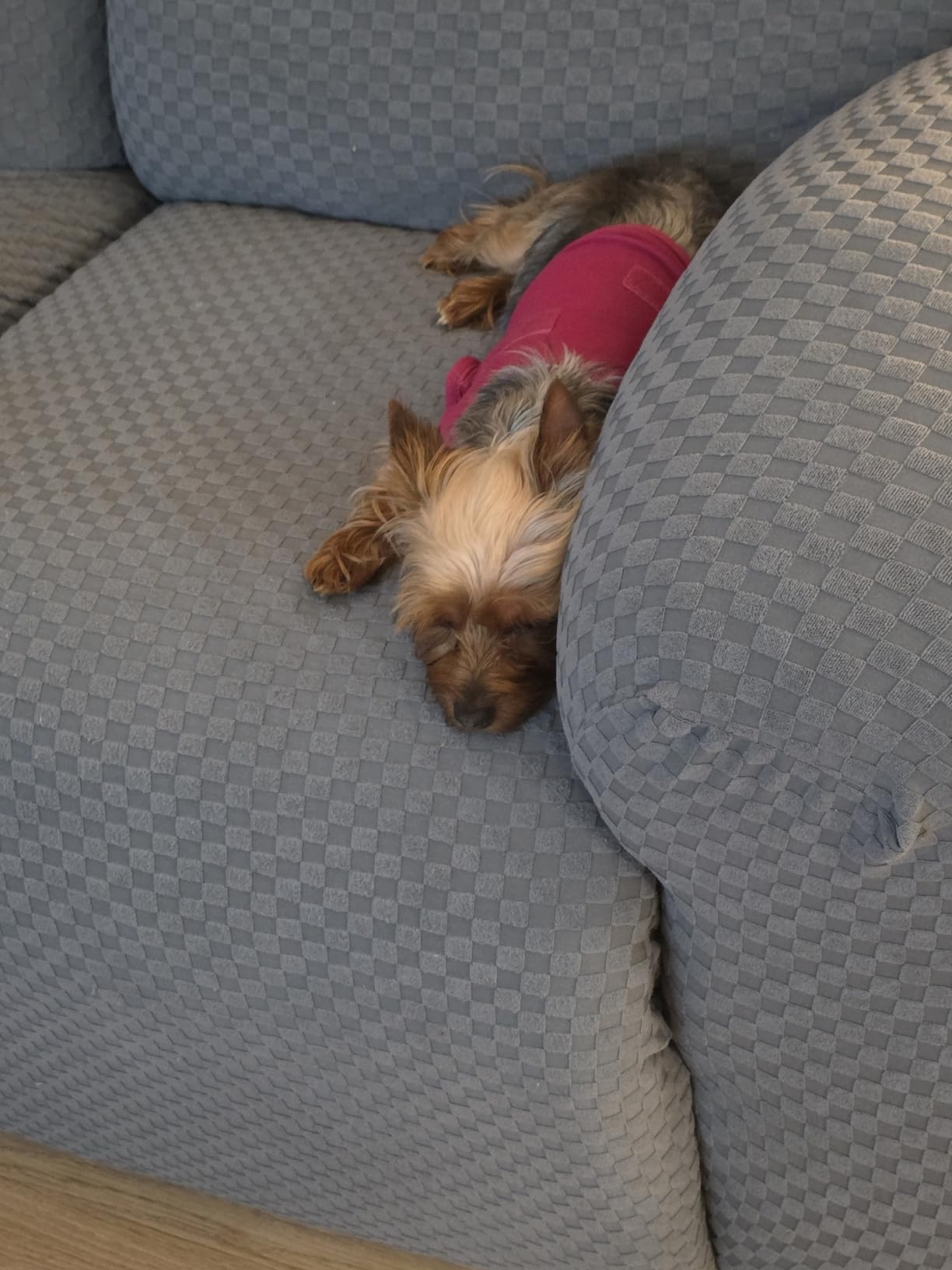 Comfort Dog Anxiety Relief Coat, Dog Anxiety Calming Vest Wrap for Thunderstorm,Travel,4th of July Fireworks,Vet Visits,Separation (M,Rose) customer photo 1