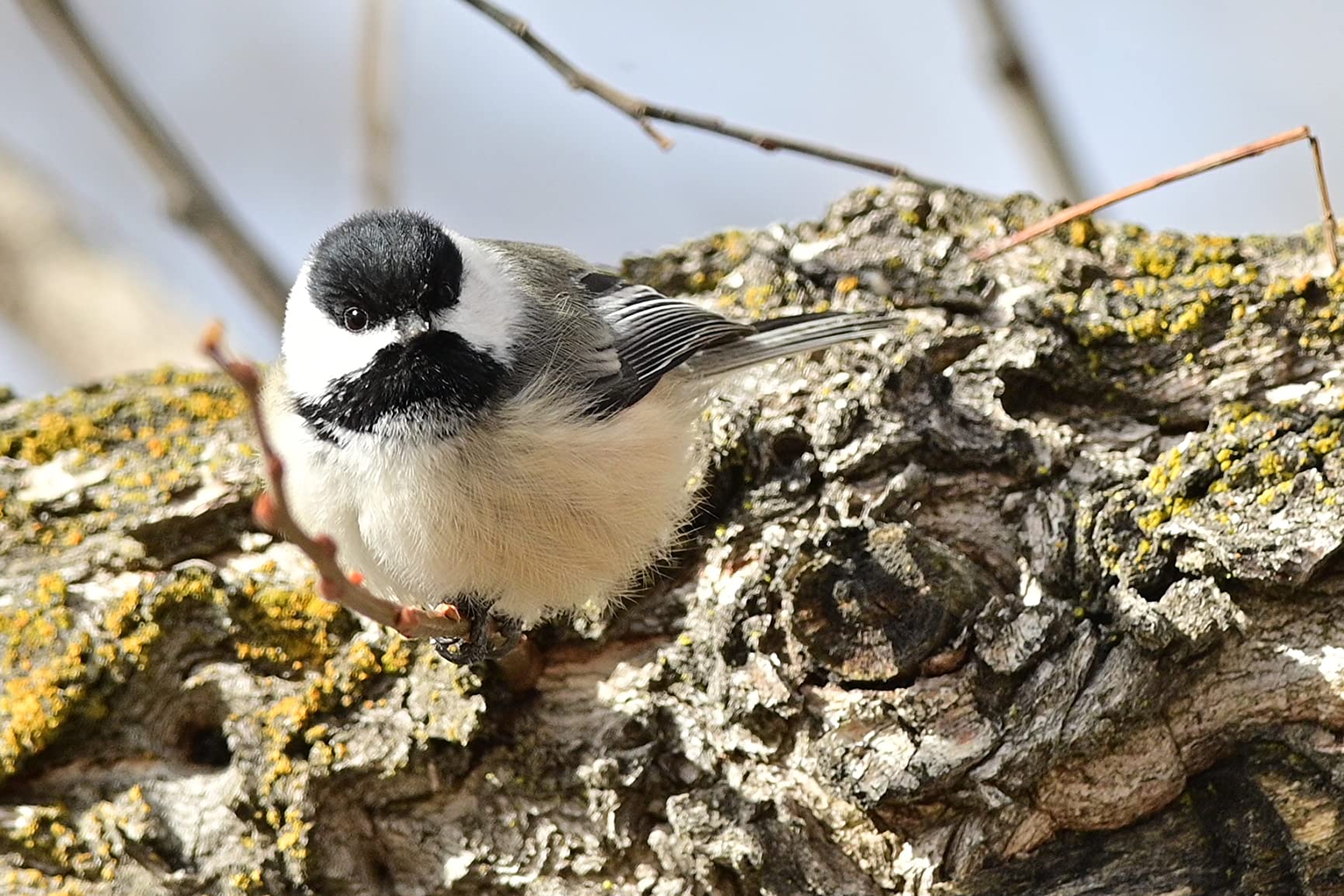 Nikon Z 6II with Zoom Lens | Versatile full-frame mirrorless stills/video hybrid camera with 24-70mm f/4 lens customer photo 1