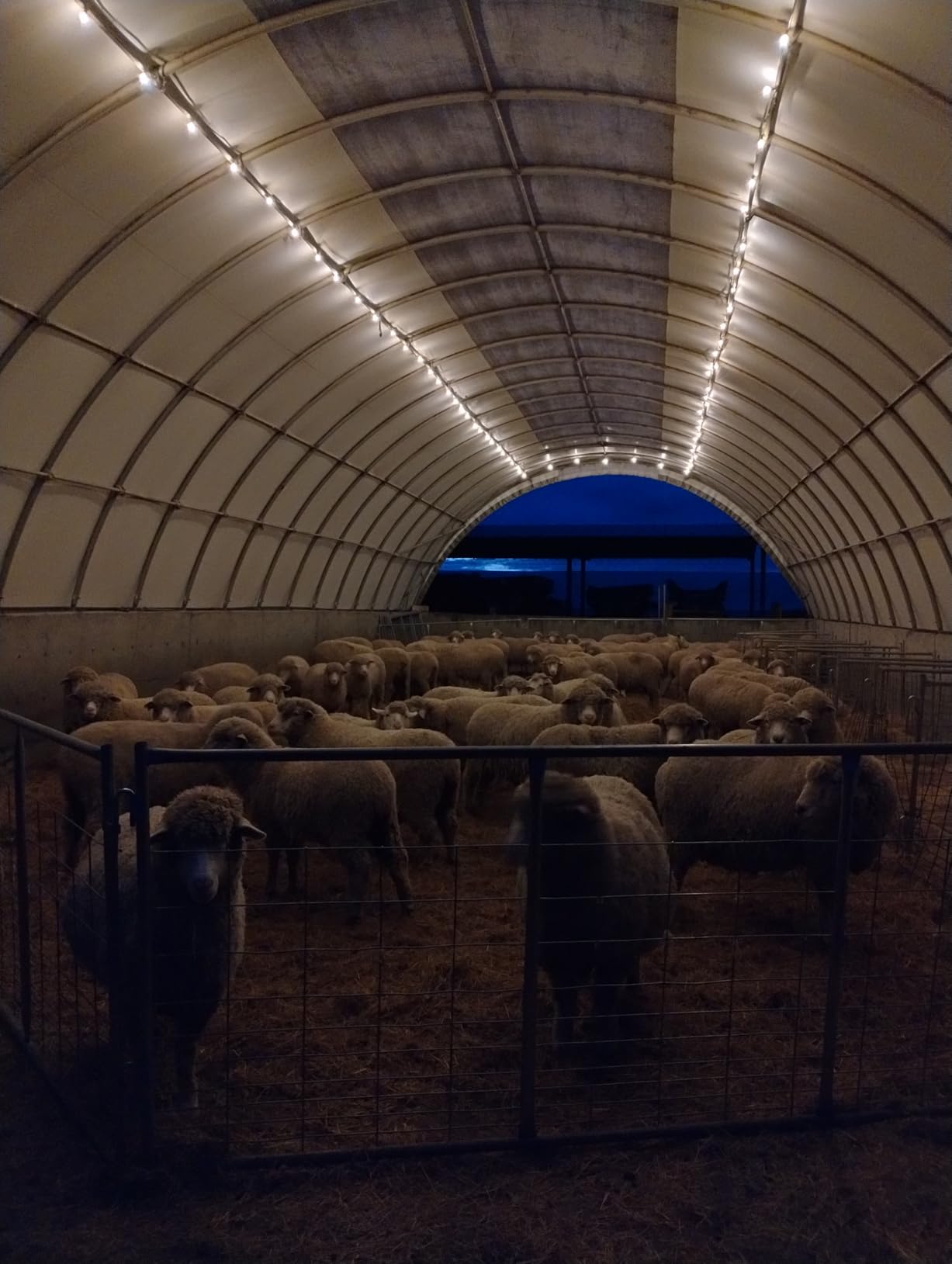 100ft 2-Pack Outdoor G40 LED Globe String Lights Dimmable Waterproof Shatterproof Light Strings with 52 Bulbs Connectable Commercial Hanging Lights for Christmas Patio House Backyard Balcony Party customer photo 1