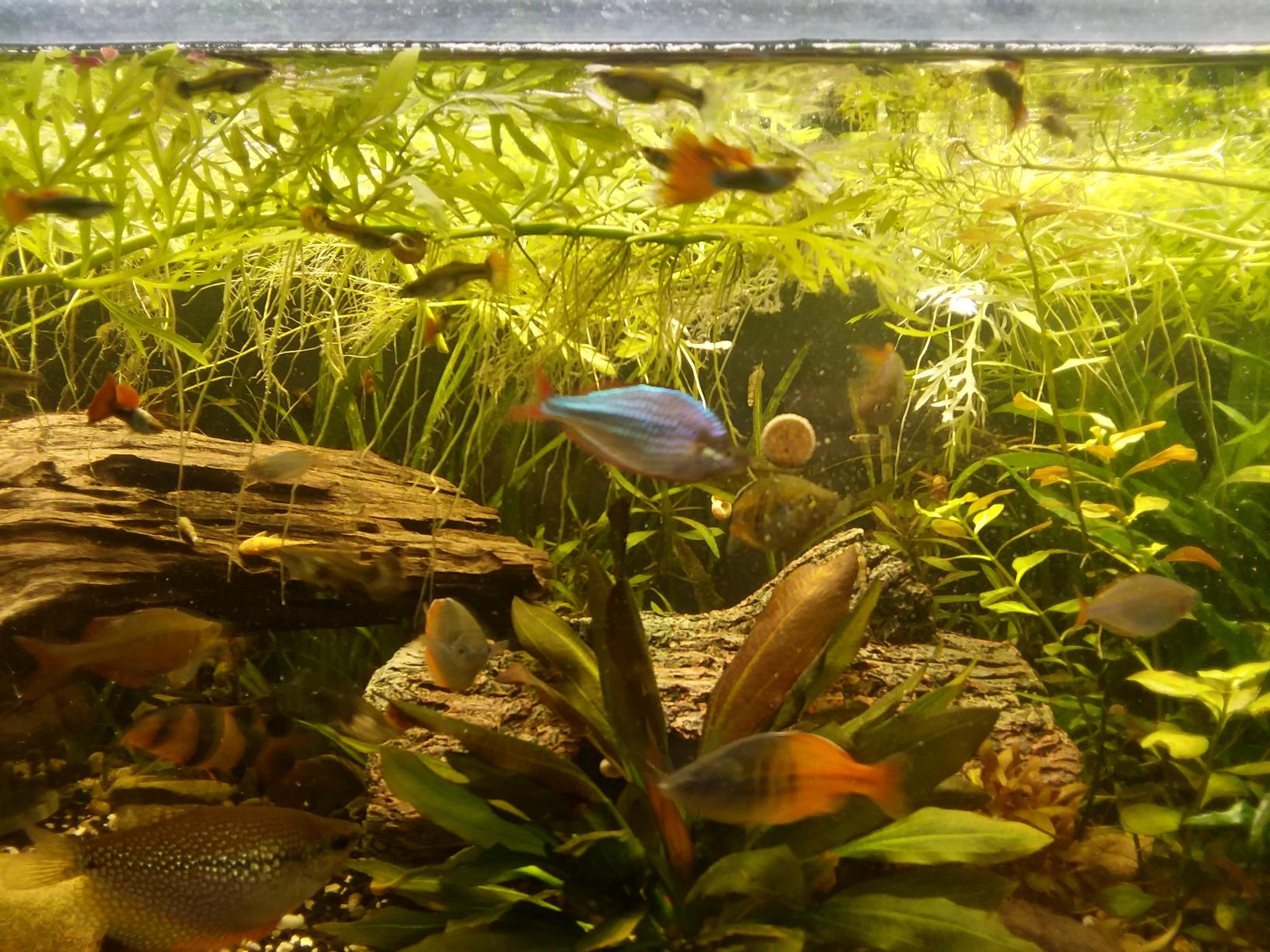 Pollen Glass CO2 Diffuser with U-Shape Connecting Tube for Aquarium Planted Tank (2