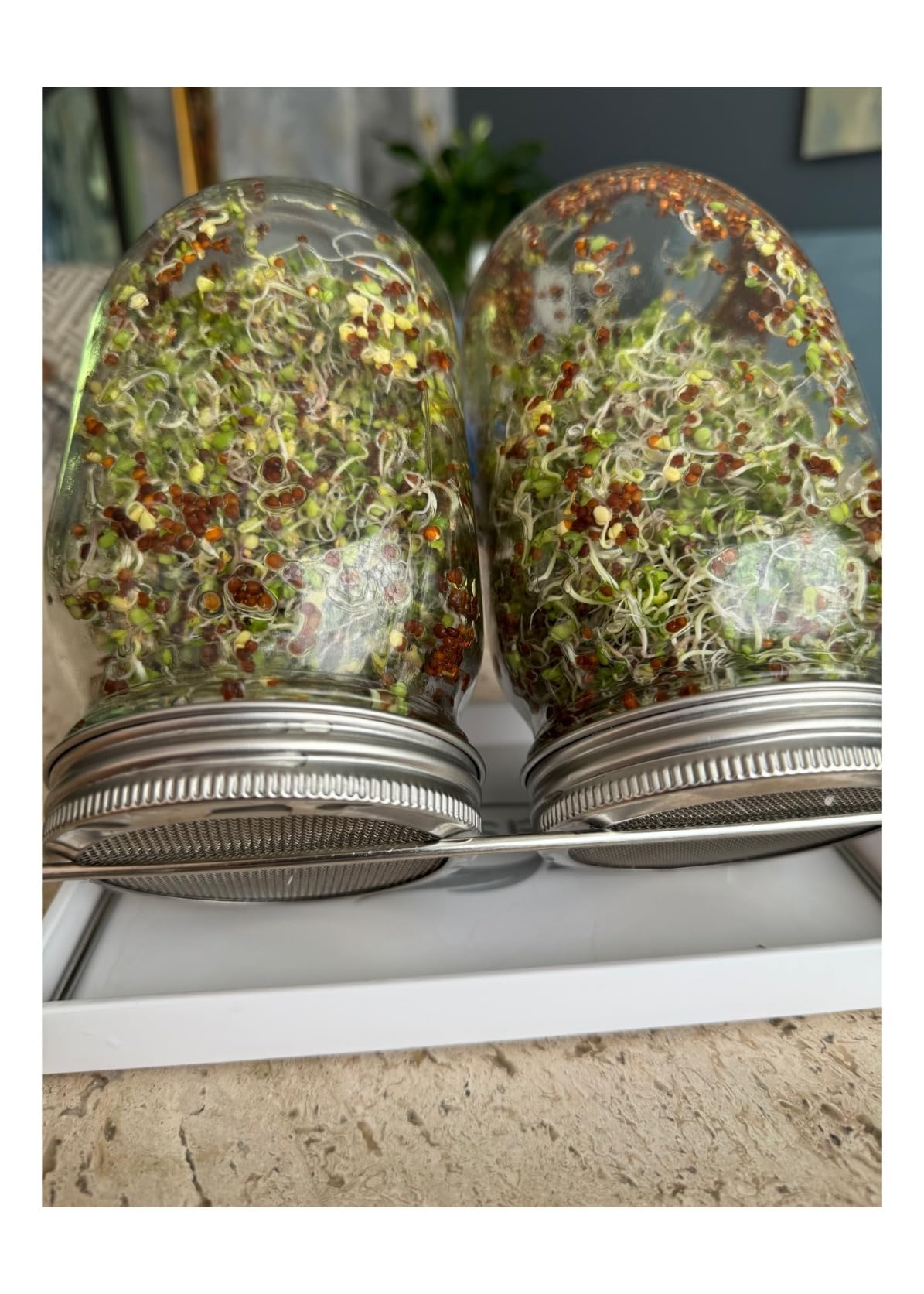 Sprouting Jar Kit-2 Wide Mouth Quart Mason Jars with 316 Stainless Steel Screen Sprout Lids, Drip Tray, Stand | Seed Sprouter Set for Growing Broccoli, Alfalfa, Mung Bean customer photo 1