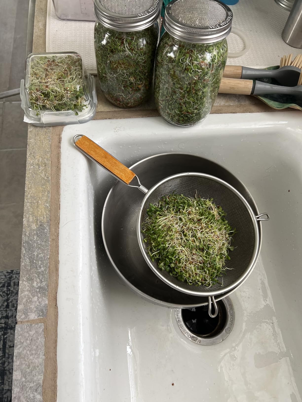 Sprouting Jar Kit-2 Wide Mouth Quart Mason Jars with 316 Stainless Steel Screen Sprout Lids, Drip Tray, Stand | Seed Sprouter Set for Growing Broccoli, Alfalfa, Mung Bean customer photo 2