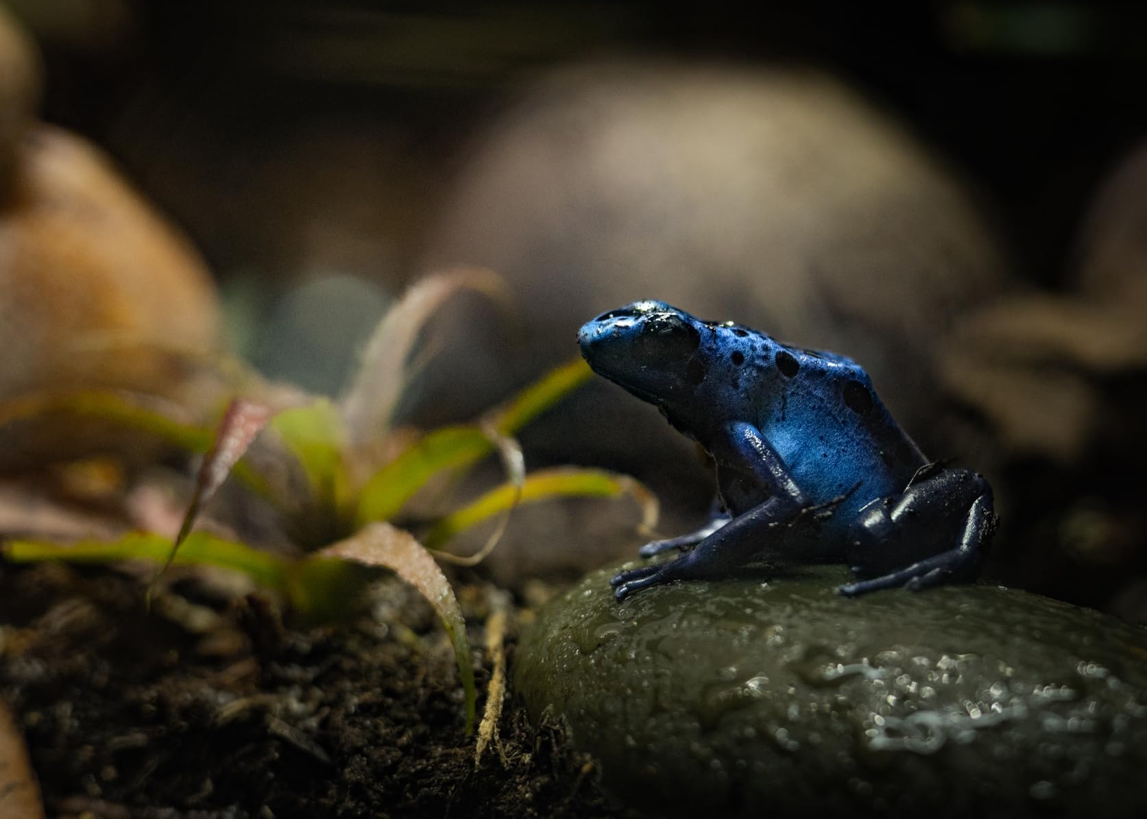 Canon RF 50mm F1.8 STM Lens customer photo 2