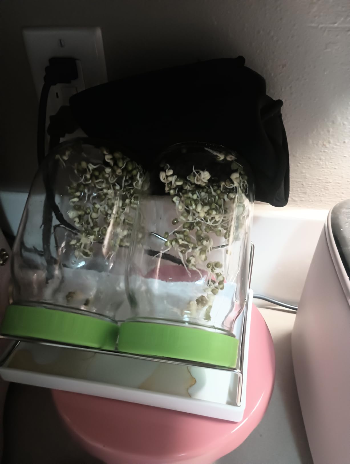 Seed Sprouting Jar Kit with Wide Mouth Mason Jars, Premium Stainless Steel Screen Sprout Lids, Blackout Sleeves, Tray and Sprouter Stand - Growing Broccoli, Alfalfa, Mung Beans and More customer photo 1