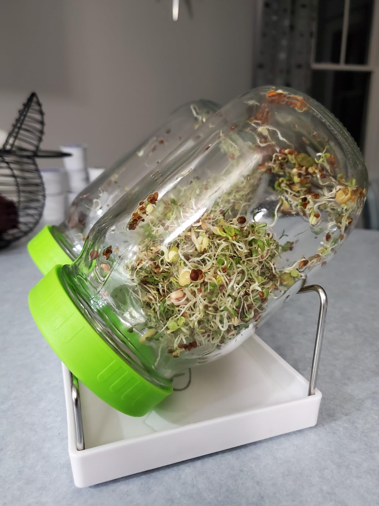 Seed Sprouting Jar Kit with Wide Mouth Mason Jars, Premium Stainless Steel Screen Sprout Lids, Blackout Sleeves, Tray and Sprouter Stand - Growing Broccoli, Alfalfa, Mung Beans and More customer photo 2