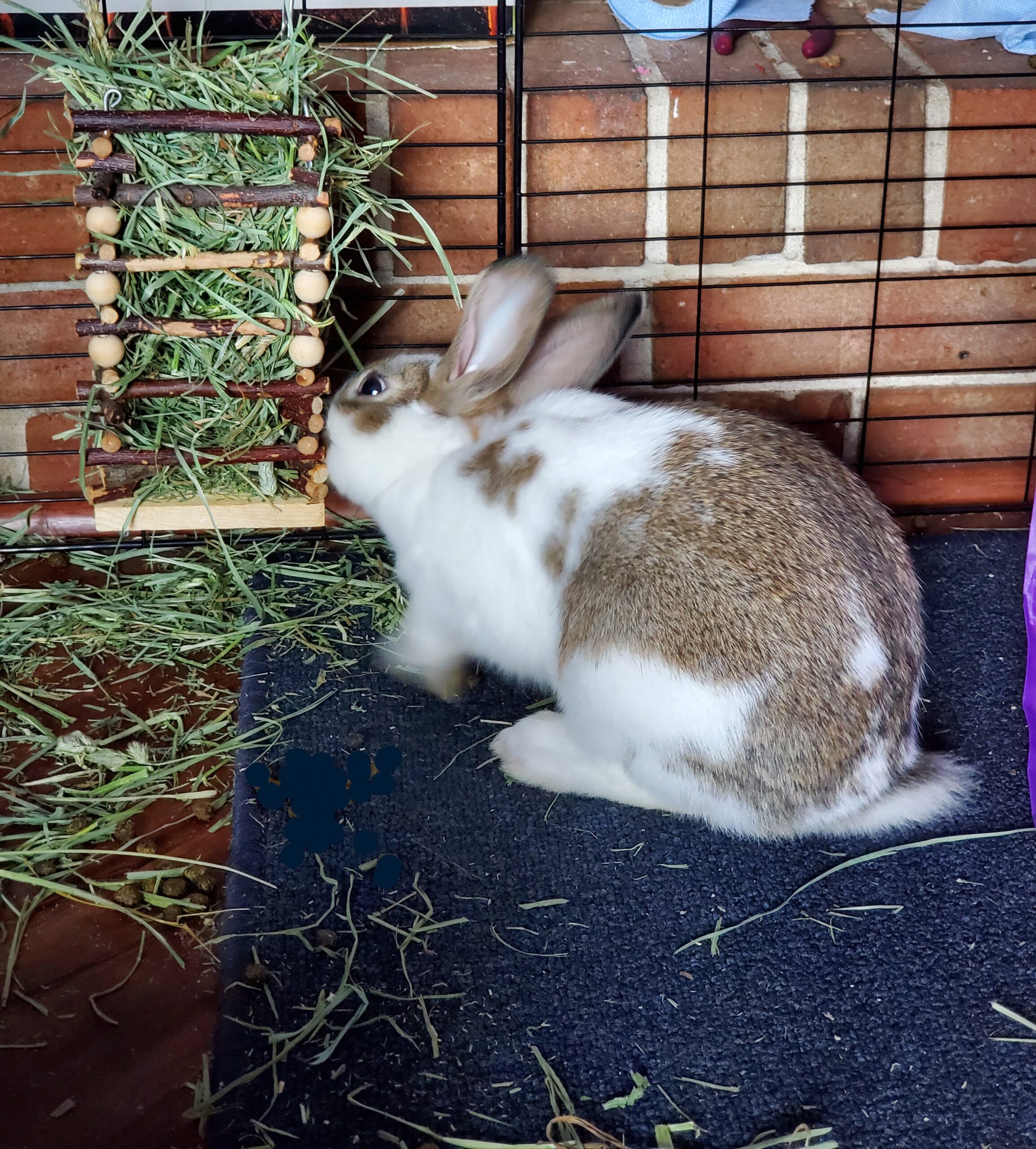 Hanging Apple Wood Rabbit Hay Feeder - Guinea Pig Grass Holder with 2 Hooks Biting Resistant Small Animals Chew Toy, Feeding Hay Manager Shelf for Chinchilla Bunny Hamster Gerbil Holiday Presents customer photo 1