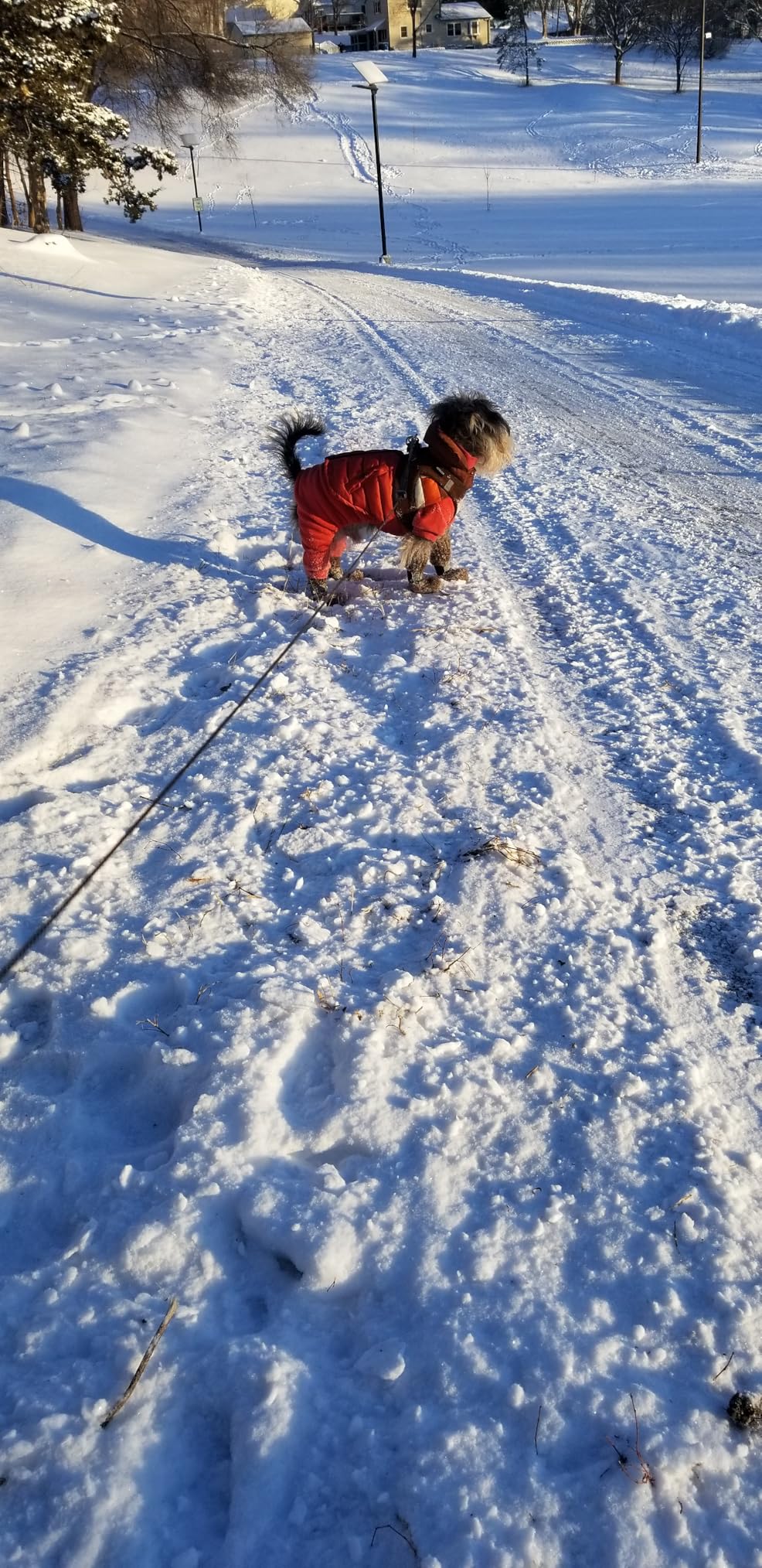LuckyTail Pet Nail Grinder for Dogs and Cats - Super Quiet and Low Vibration Electric Dog Nail Grinder with 2 LED Lights - USB Rechargeable and Cordless - 2 Speeds - Small to Large Pets customer photo 1