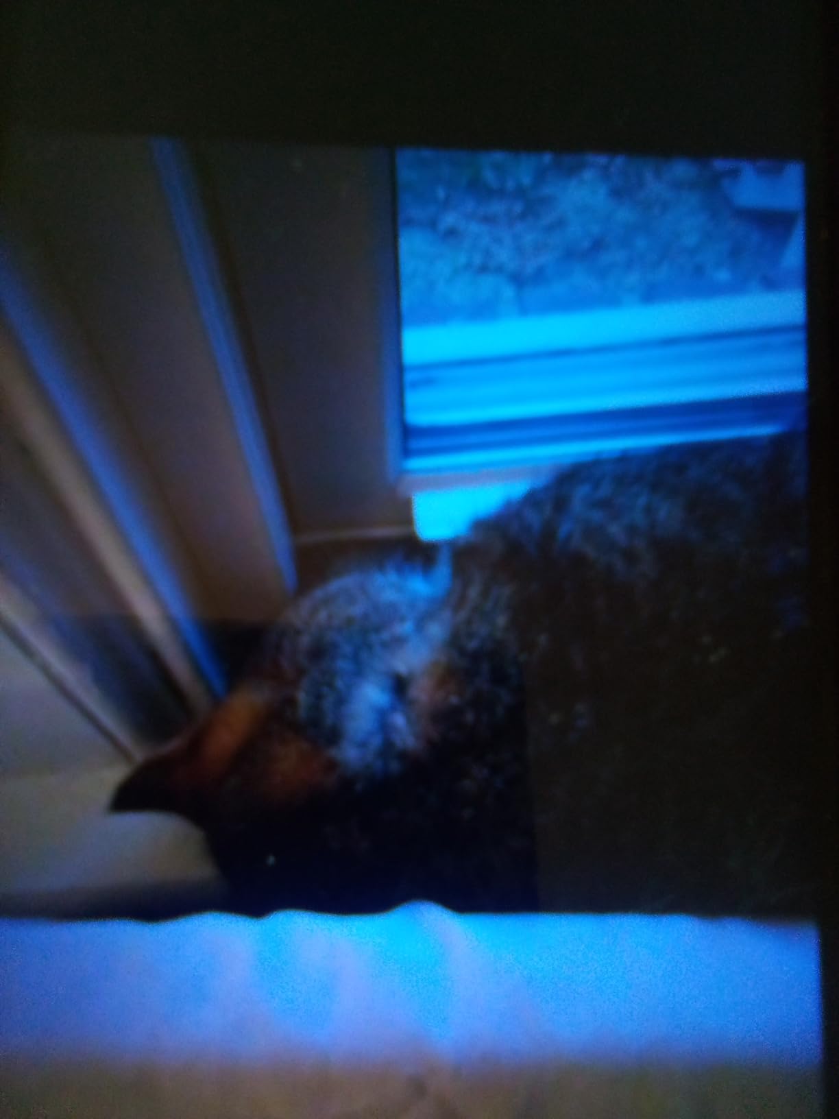 Buster's Organic Hemp Oil Large 60 Milliliters 2Pack 4Month Supply for Dogs Cats, Made in USA Omega Rich 3 6 and 9 Hip and Joint Health, Natural Relief, Calming customer photo 2