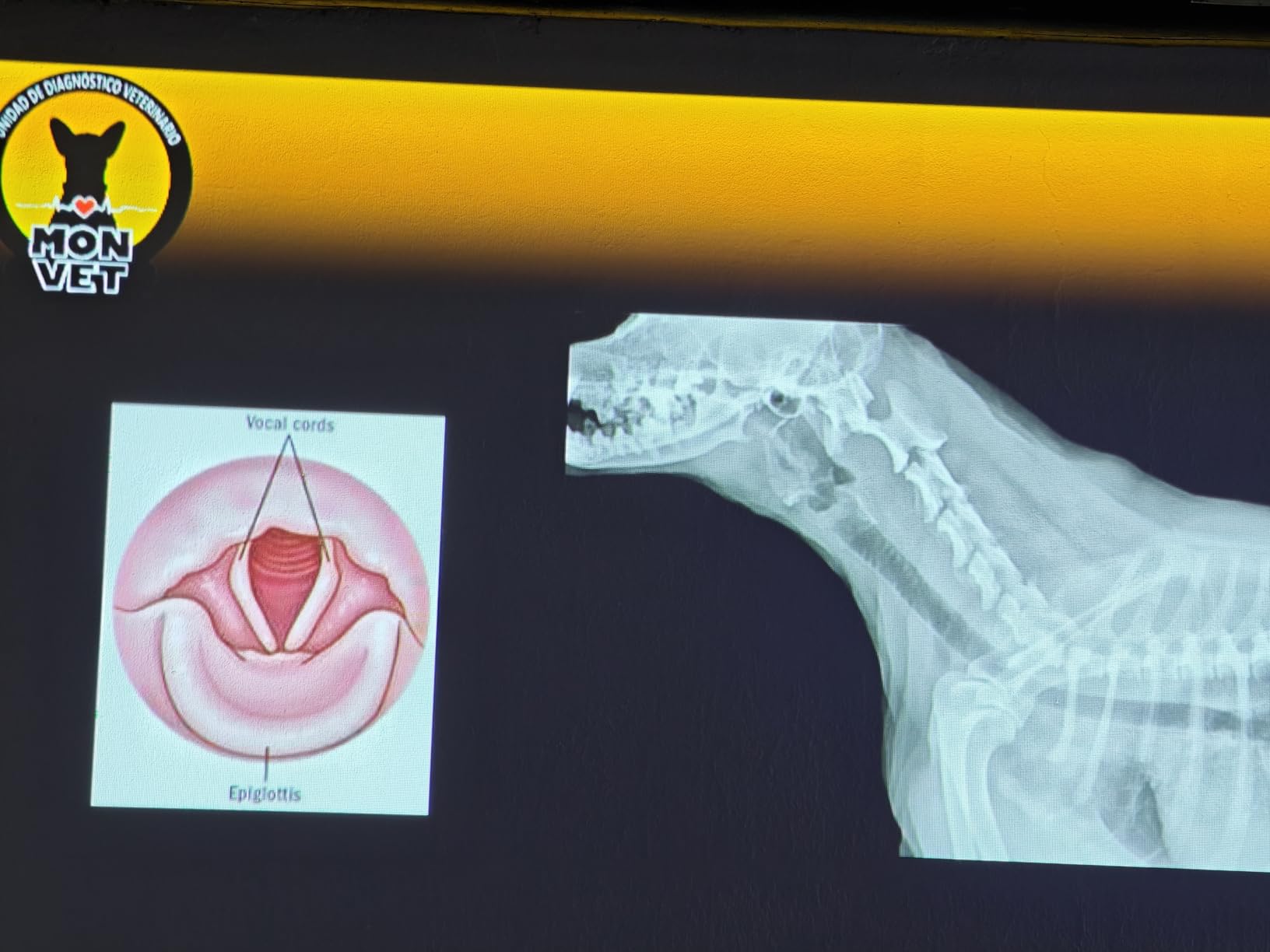 EX3280 3-Chip 3LCD XGA Projector 3600 lumens for both color and white brightness, HDMI, Built-in Speaker, 15,000:1 Contrast Ratio customer photo 1