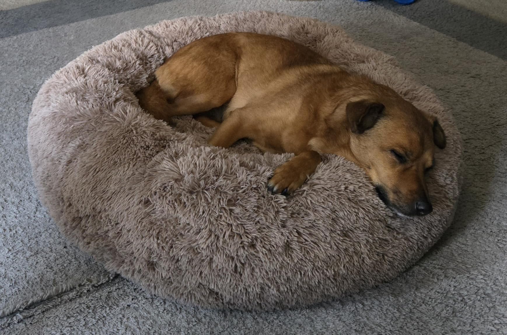 Bedsure Calming Dog Beds Large Sized Dog Donut Washable Pet Bed, 36in Camel | Oprah Daily Award, Fluffy Faux Fur Round Cuddler, Removable Washable Cover, Anti-Slip Bottom, Anti-Anxiety, Up to 80 Lbs customer photo 1