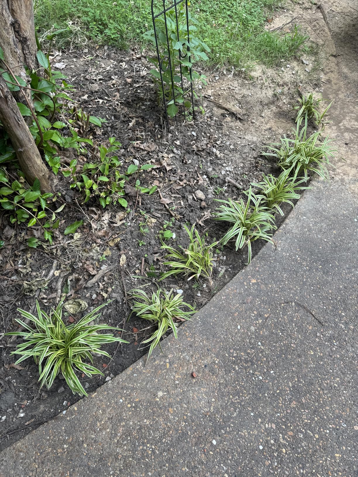 K-Brands Auger Drill Bit for Planting 2 Pack 1.6 x 16 Inch & 3.5 x 16 Inch Set - Garden Spiral Hole and Bulb Planter Tool for Umbrella Holes - Compatible with 3/8 Inch Hex Drive customer photo 2