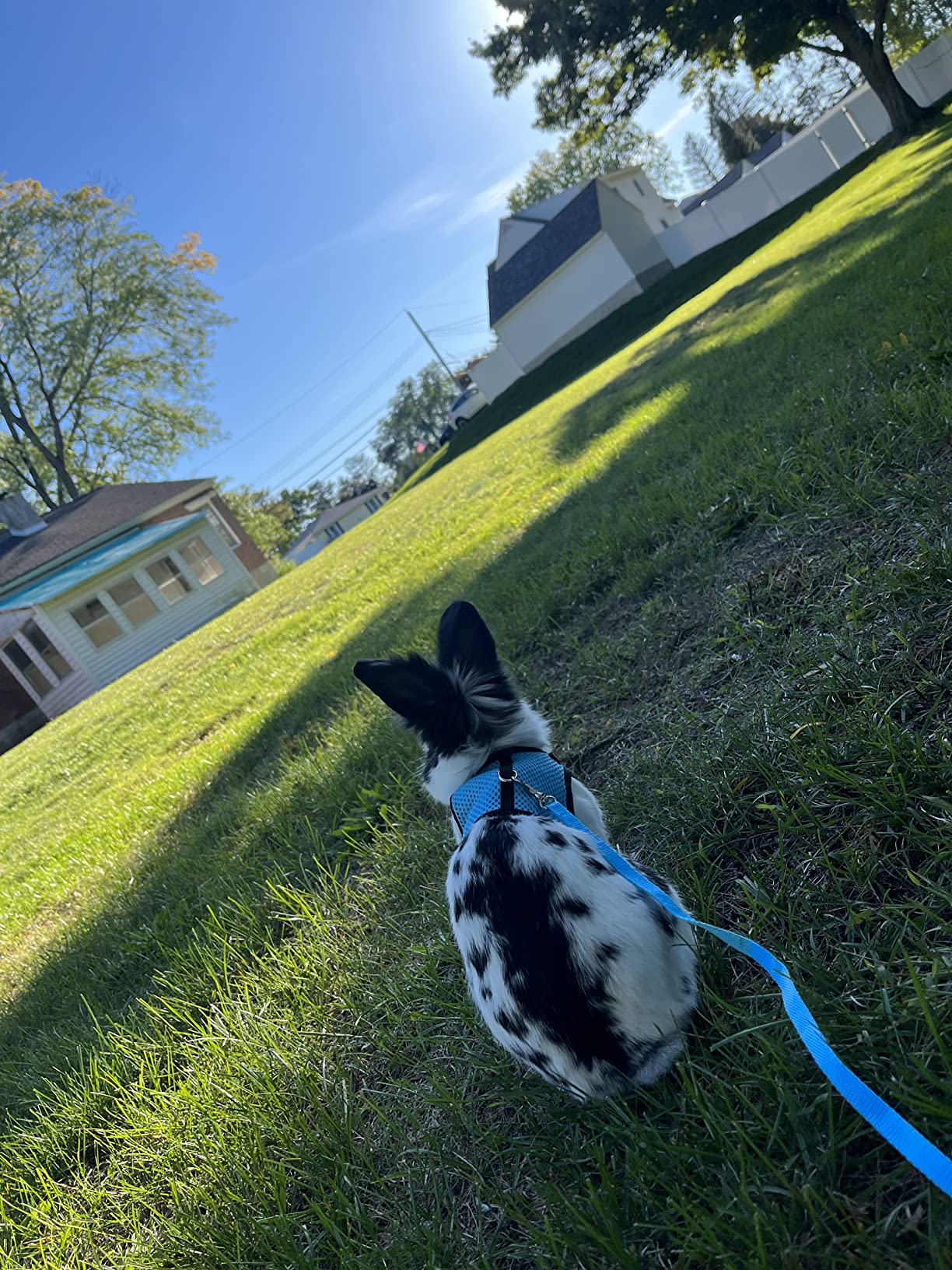 SATINIOR 2 Pieces Bunny Rabbit Harness with Leash Cute Adjustable Buckle Breathable Mesh Vest customer photo 1