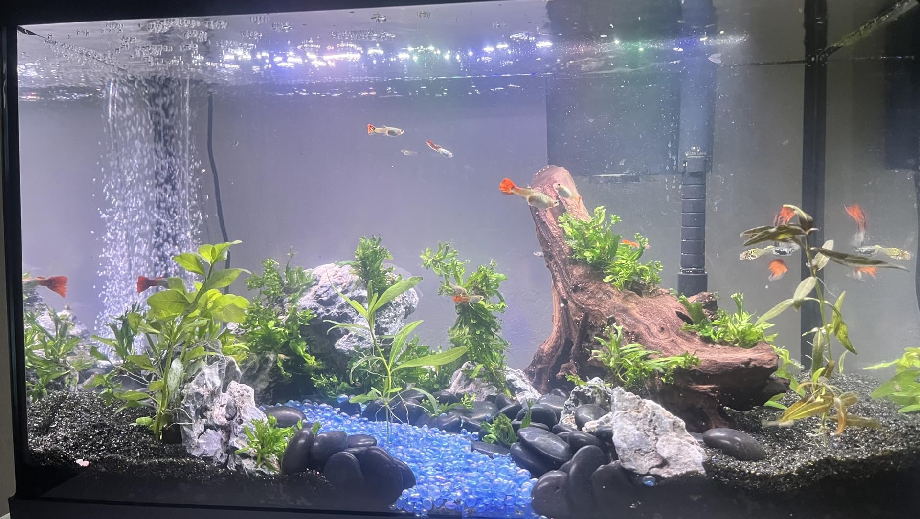 Aqua Natural Diamond Black 10lb, Premium Gravel and Substrate for Aquariums, Fish Tanks and terrariums, 1-2mm customer photo 1