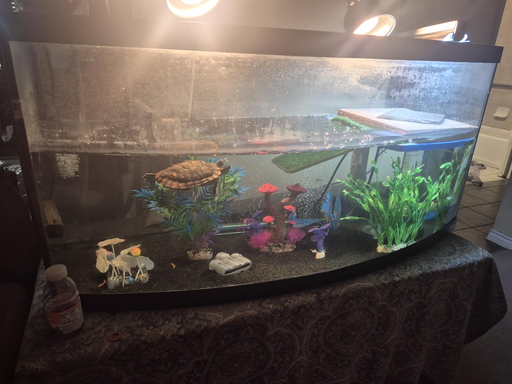 Aqua Natural Diamond Black 10lb, Premium Gravel and Substrate for Aquariums, Fish Tanks and terrariums, 1-2mm customer photo 2