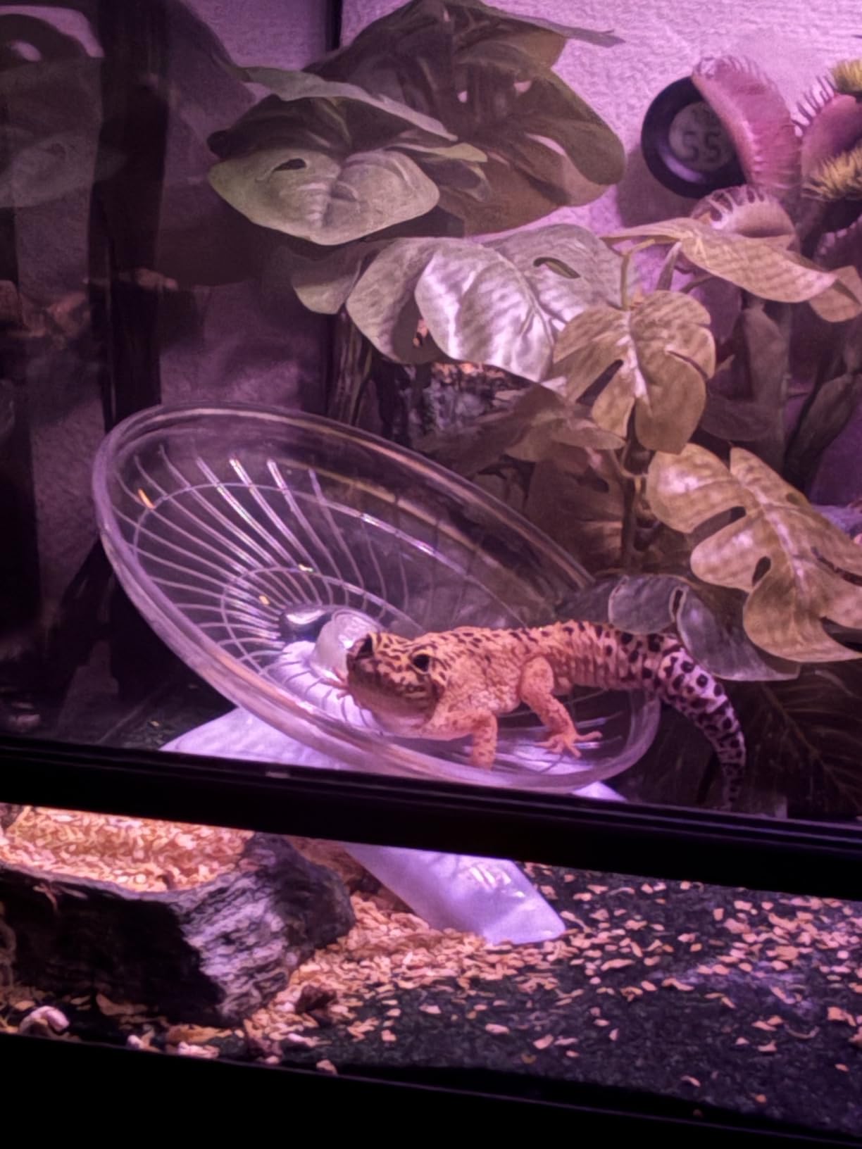 Hamster Flying Saucer Silent Running Exercise Wheel for Hamsters, Gerbils, Mice,Hedgehog and Other Small Pets Silent Running Wheel Hamster Wheel (White) customer photo 1