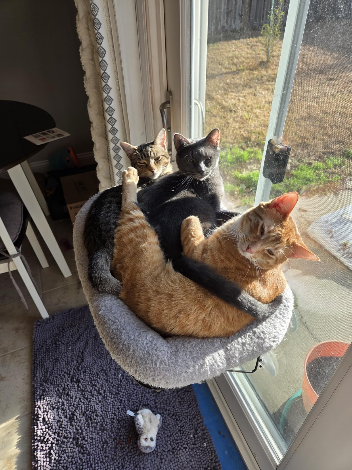 Zakkart Cat Window Perch - 100% Metal Supported from Below - Comes with Warm Spacious Pet Bed - Cat Window Hammock for Large Cats & Kittens - for Sunbathing, Napping & Overlooking (White) customer photo 2