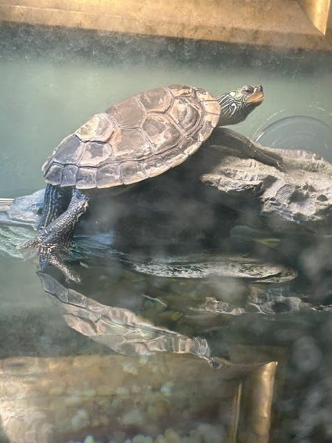 kathson Turtle Basking Platform Baby Tortoise Climbing Ramp Shale Reptiles Dock Resting Terrace Stone Aquarium Ornament Rock Landscaping Decoration for Frogs Newts (Medium Size:8.2