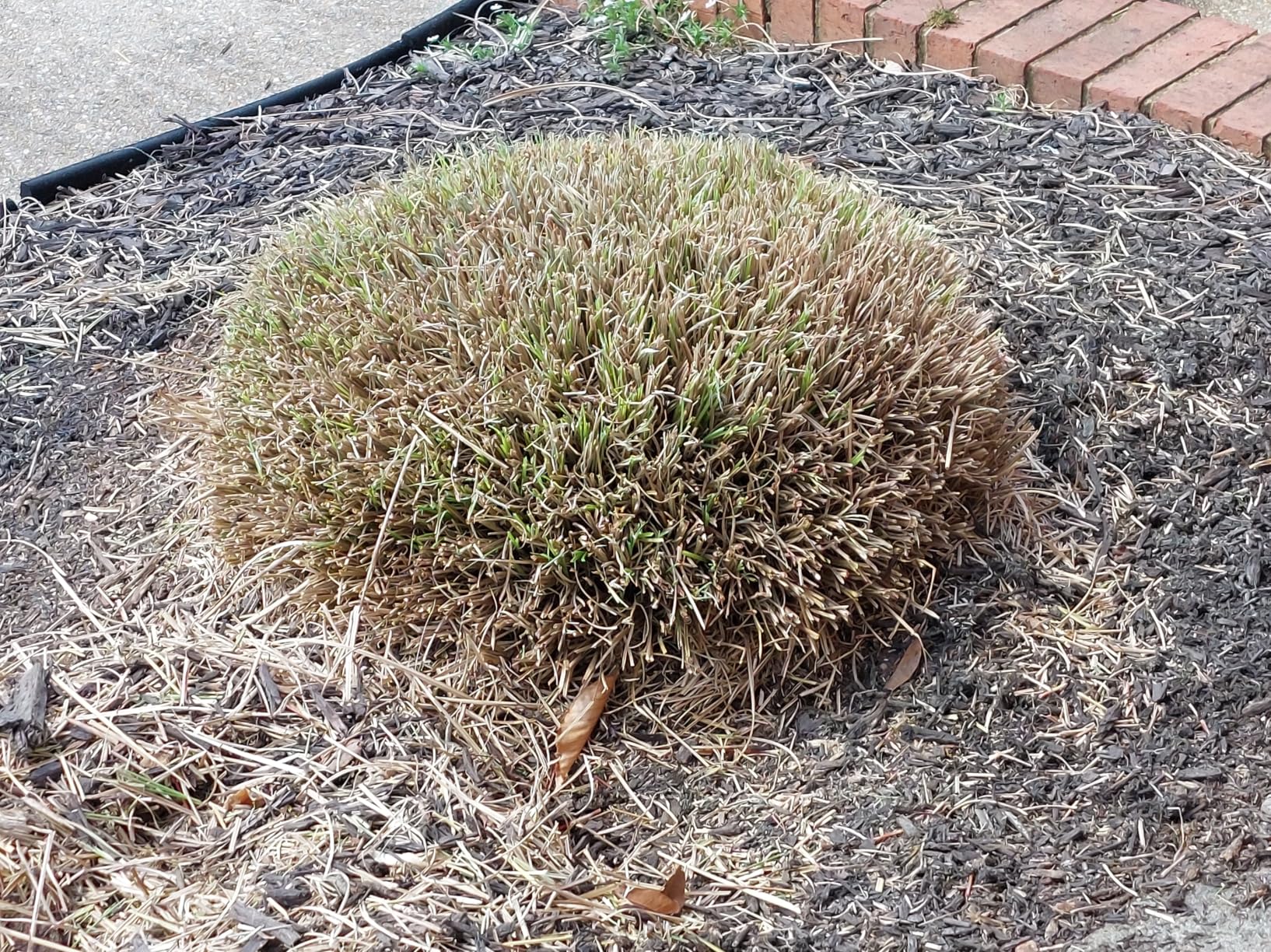 CRAFTSMAN V20 4 In. Cordless Handheld Grass Trimmer and 8 In. Mini Hedge Trimmer, Battery and Charger Included (CMCSS800C1) customer photo 1