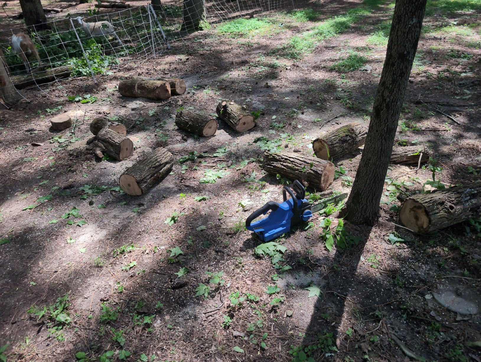 Electric Chainsaw Sharpener Kit with 6 Titanium-Coated Diamond Bits - Handheld Chain Saw Sharpener Tool for All Chains - No Removal Required, Easy and Fast Chainsaw Sharpening Kit customer photo 2