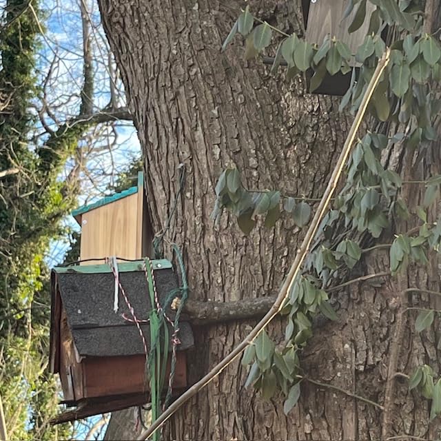 Wood Bird Houses for Outside with Pole Wooden Bird House for Finch Bluebird Cardinals Hanging Birdhouse Clearance Garden Country Cottages customer photo 1