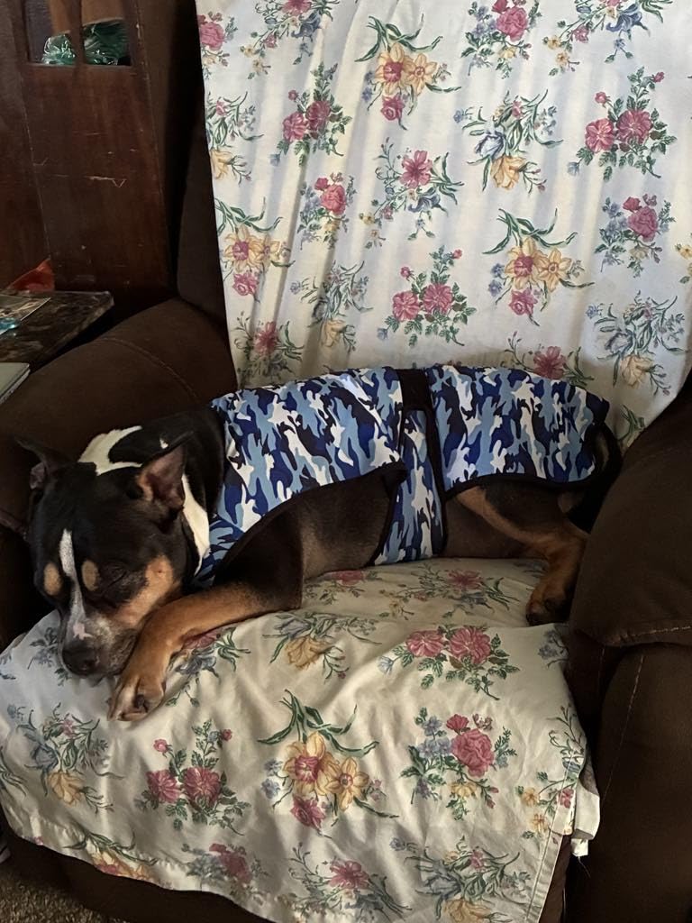 Dog Cooling Vest - 2-Layer Cooling with Soft Microfiber Fabric - Lightweight, Adjustable and Comfortable - UV Protection for Small to Large Dogs - Relief in Hot Weather (Green, Small) customer photo 2