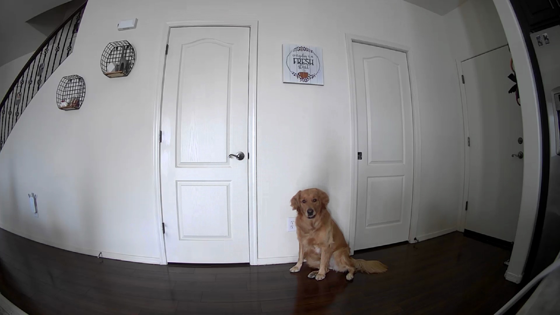 Petcube Bites 2 Lite Interactive WiFi Pet Monitoring Camera with Phone App and Treat Dispenser, 1080p HD Video, Night Vision, Two-Way Audio, Sound and Motion Alerts, Cat and Dog Monitor customer photo 2