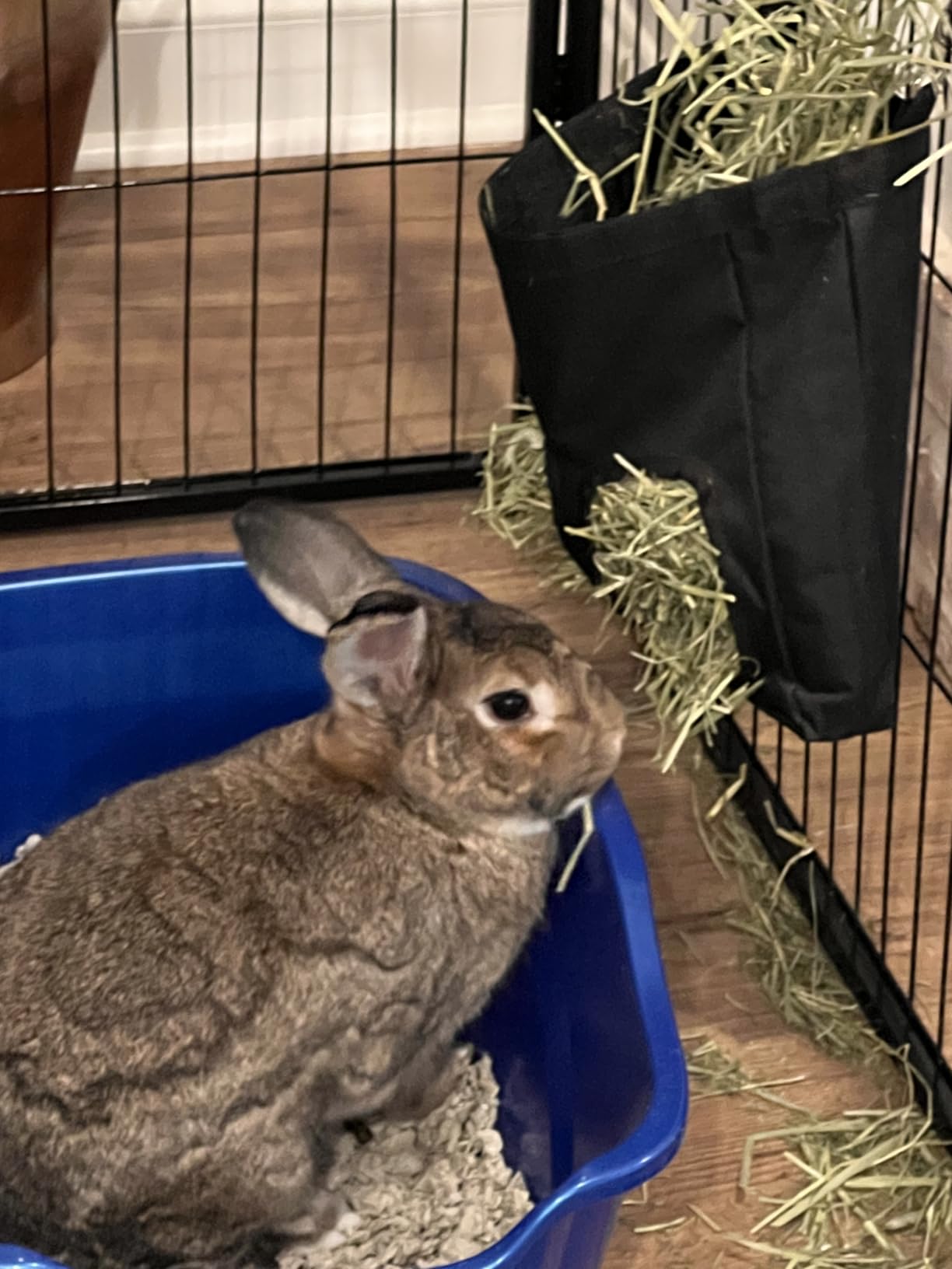Guinea Pig Hay Feeder, Hanging Rabbit Hay Feeder Bag for Guinea Pigs Bunnies Chinchillas. Blueflower customer photo 1