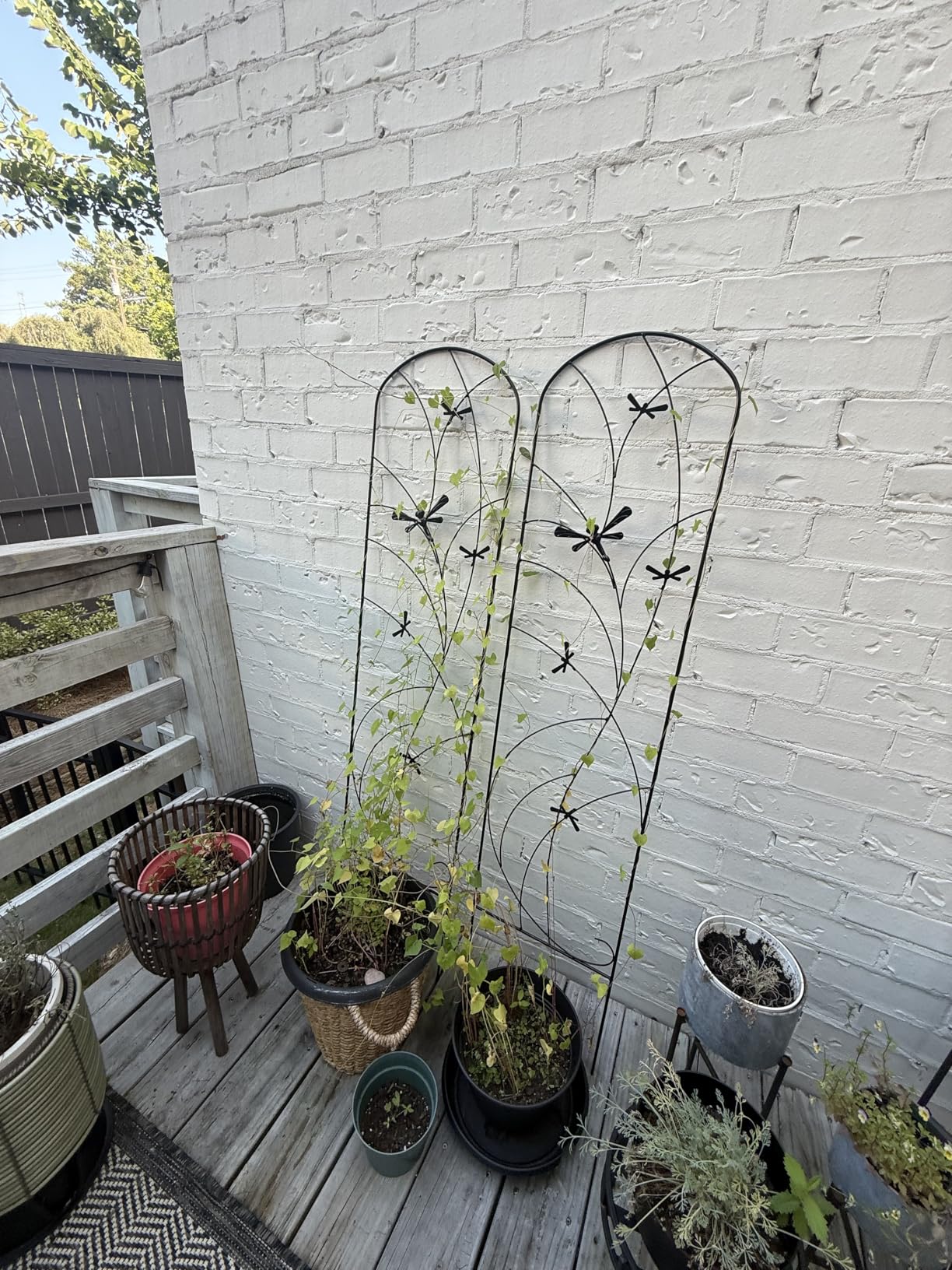 Sunnydaze 2-Piece Chic Diamonds Garden Trellis for Climbing Plants - Outdoor Decorative Metal Flower Trellis - 48-Inch Tall - Black customer photo 1