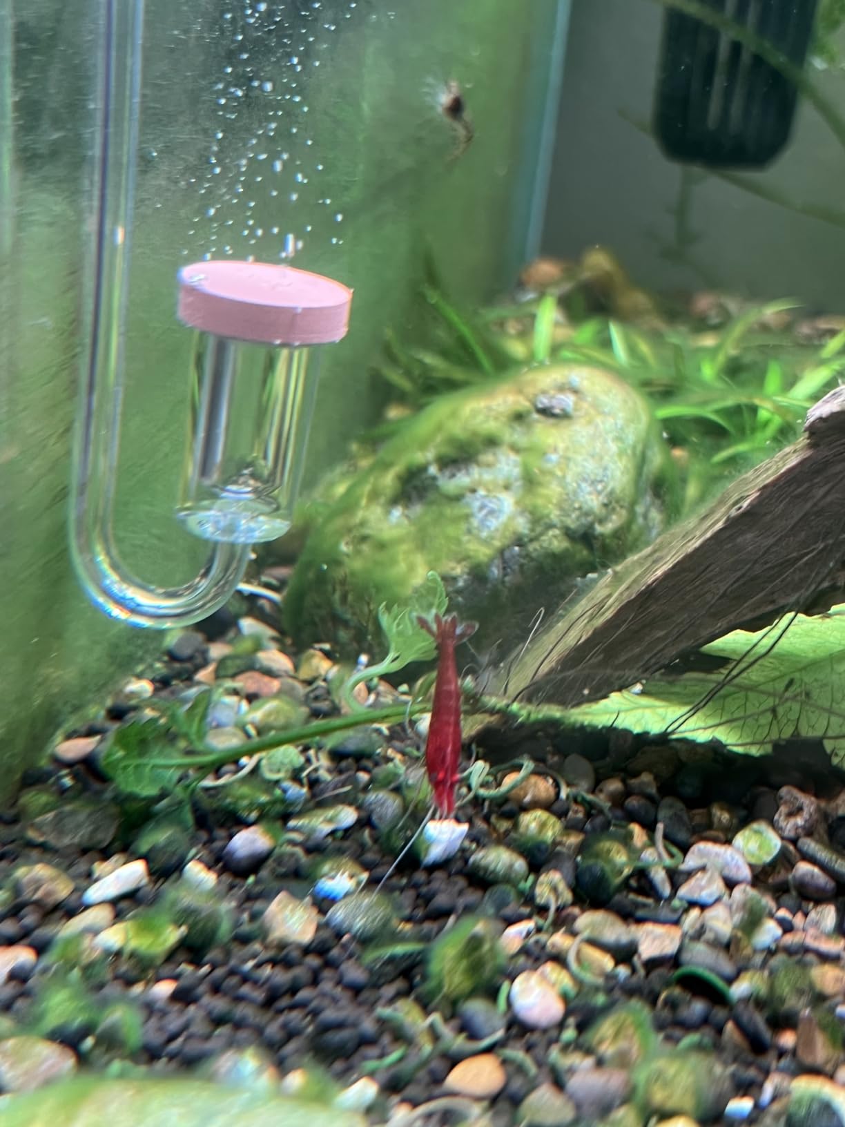 TWINSTAR CO2 Diffuser | Freshwater Aquariums up to 120 gallons | Ultra Clear Acrylic - Made in South Korea | Extremely Fine Pearls | More Porous Membrane (S-15mm) customer photo 2