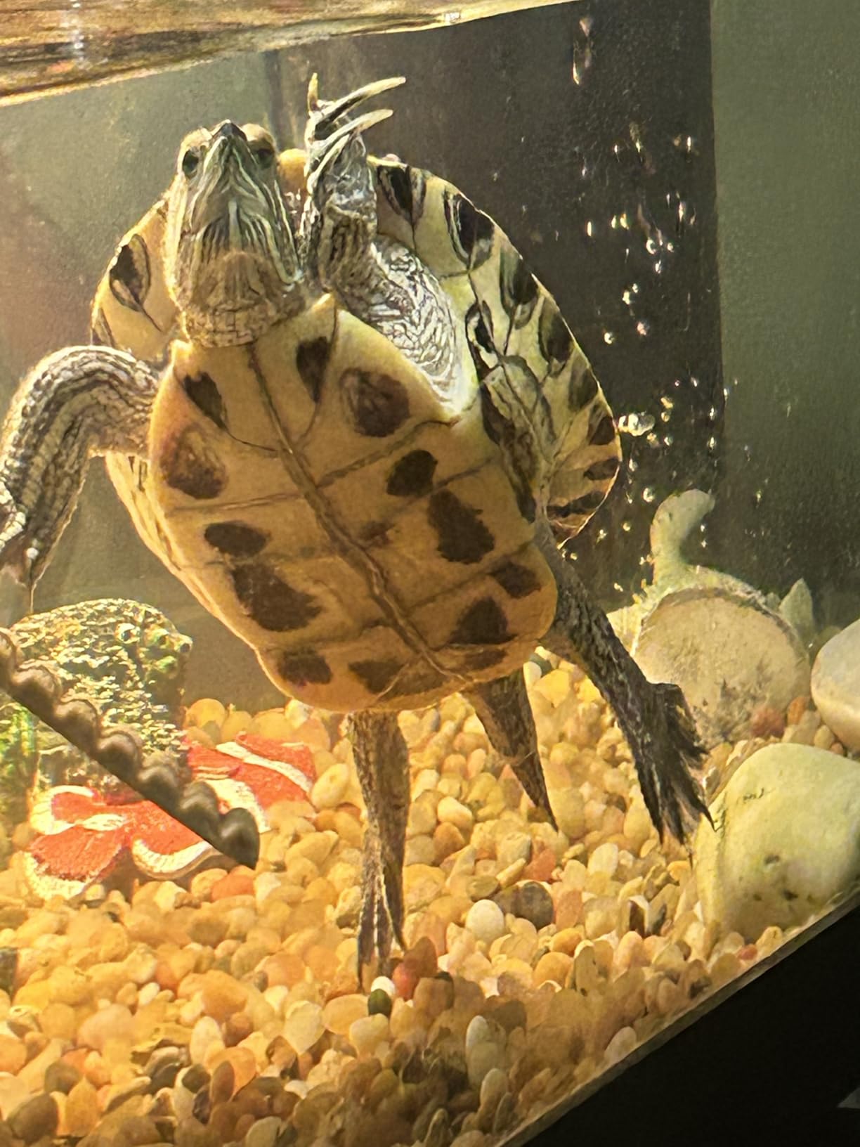 Tetra Water Cleaner Gravel Siphon for Aquariums, Easily Clean Freshwater Aquariums customer photo 2