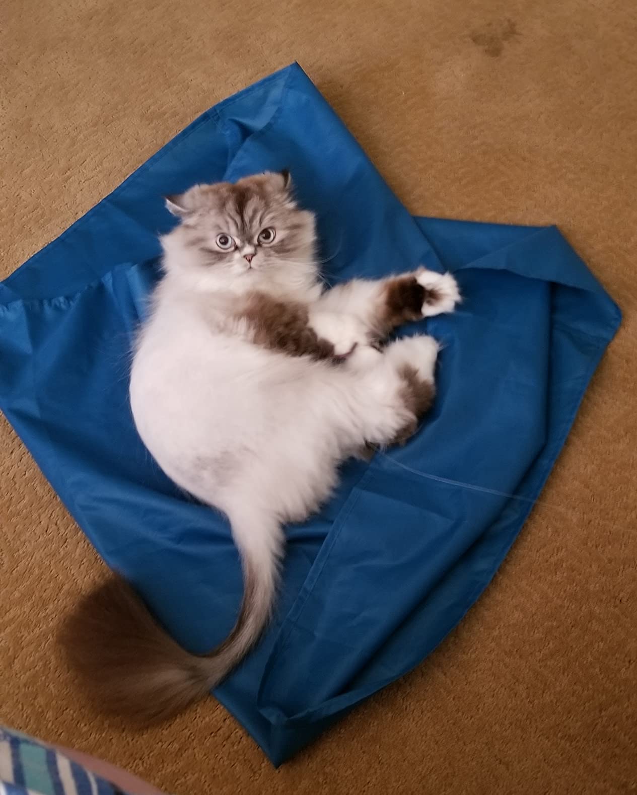 LOSCHEN Tubular Slide Sheet for Elderly Transfer, Sliding Draw Sheets to Assist Moving Elderly - for Cars, Vehicles, Wheelchairs and Bed Transfers - Hospitals & Home Care (Lake Blue, 28