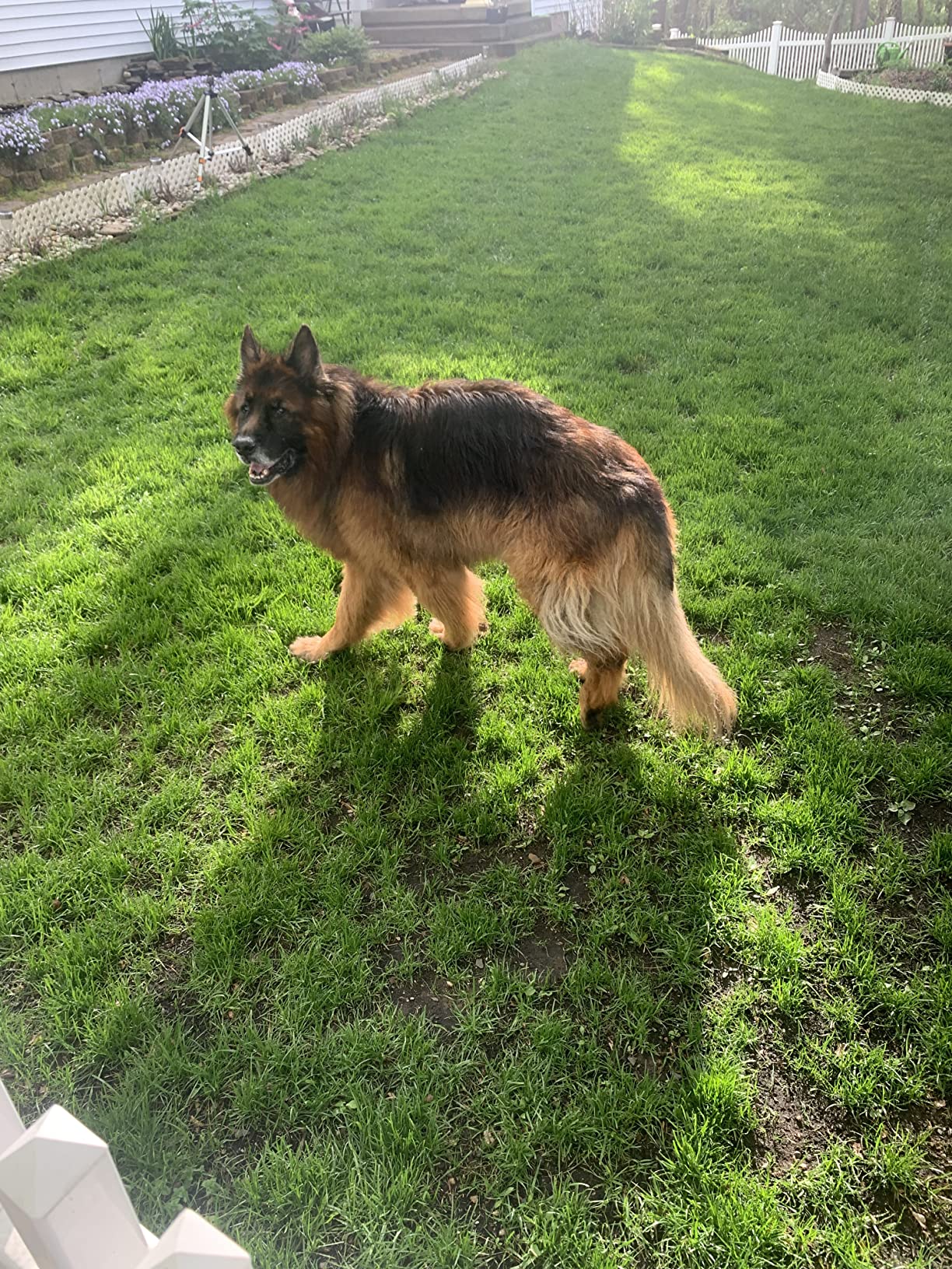 Pawsitive Hemp Dog Collar - Yellow Fall Dog Collar - Super Soft Hypoallergenic Lining. Great for Small, Medium and Large Dogs; Medium Yellow customer photo 1