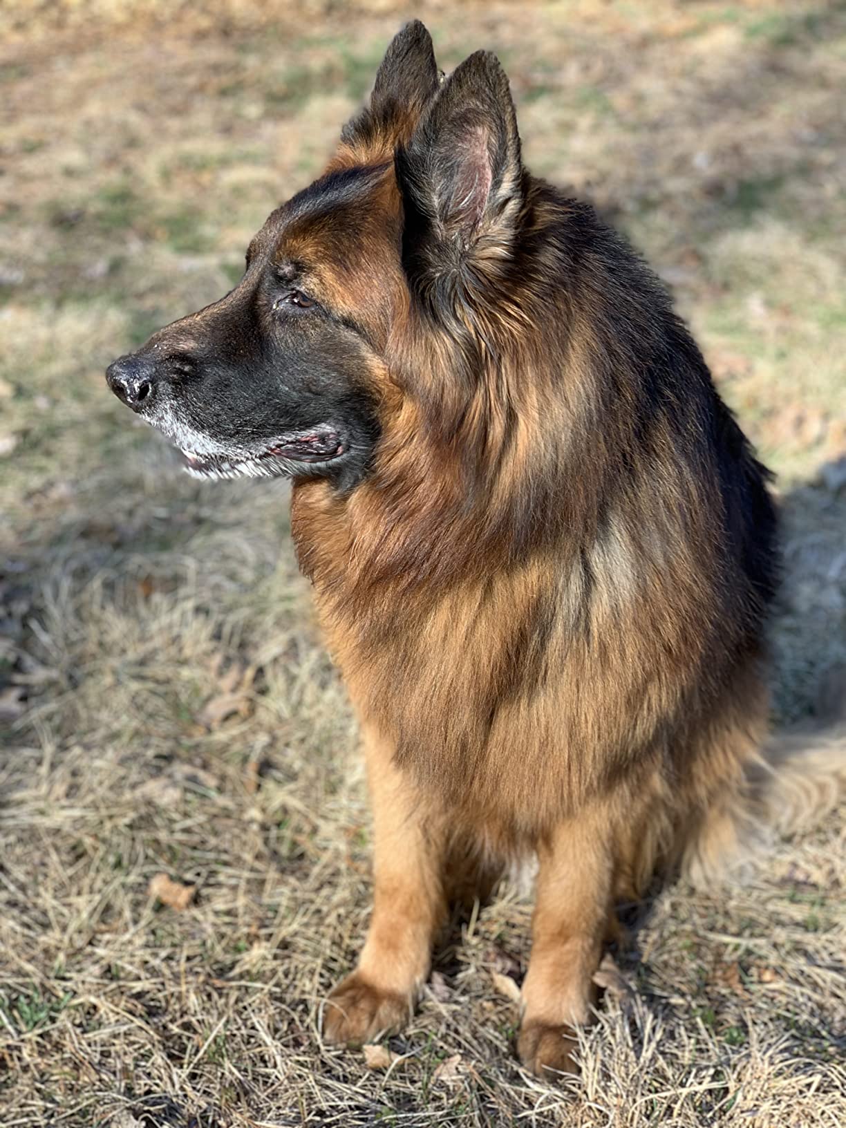 Pawsitive Hemp Dog Collar - Yellow Fall Dog Collar - Super Soft Hypoallergenic Lining. Great for Small, Medium and Large Dogs; Medium Yellow customer photo 2