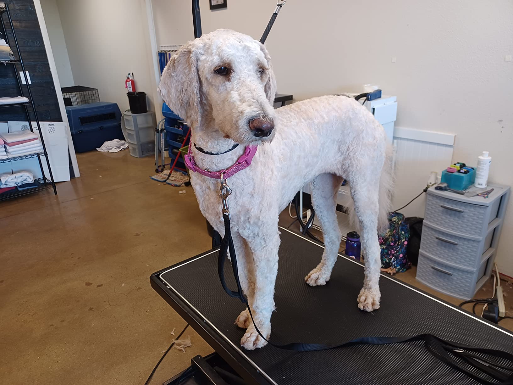 SHELANDY Pet Dog Grooming Table Electric & Heavy Duty customer photo 2