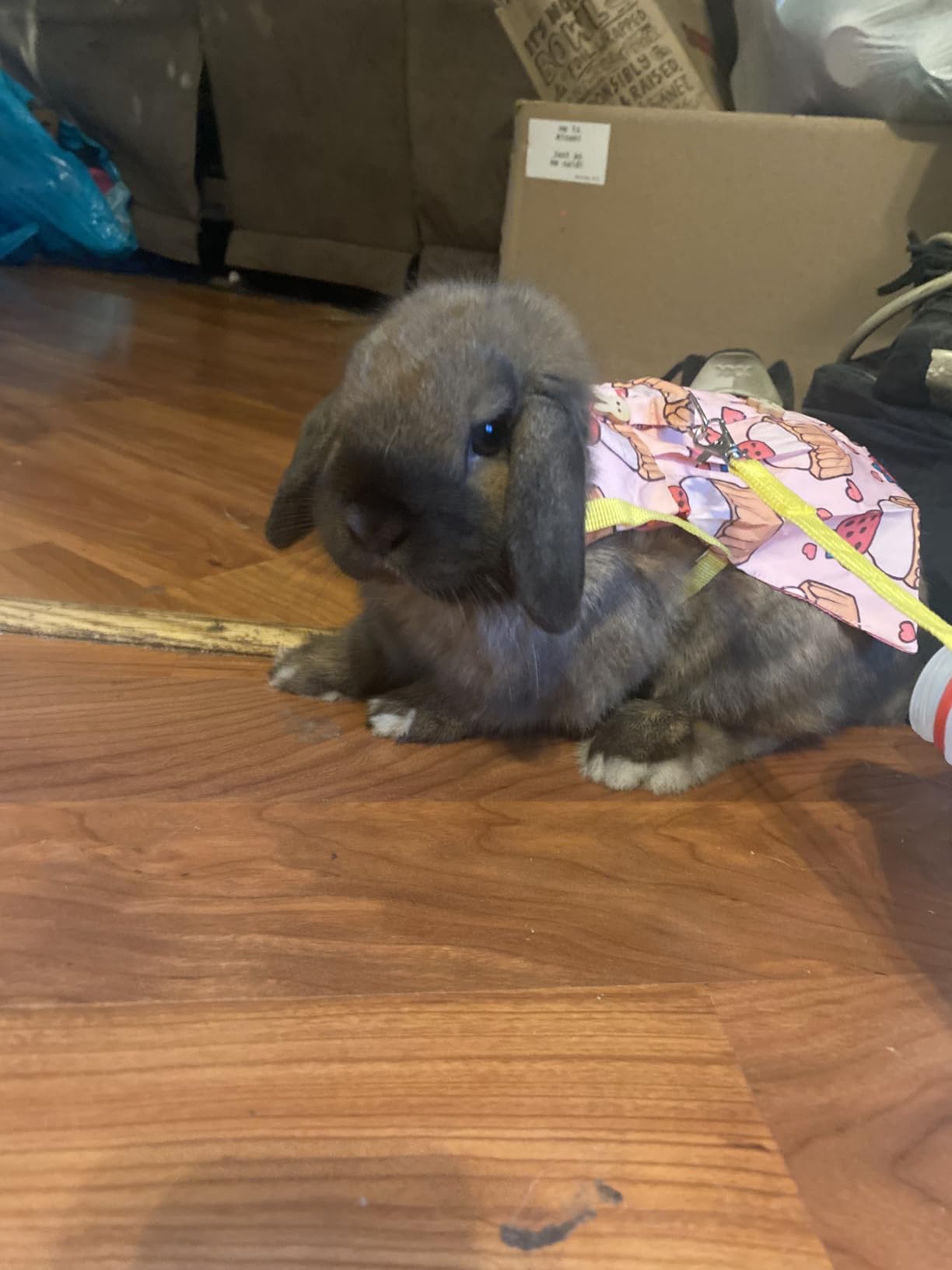 3 Sets Easter Rabbit Bunny Harness and Leash Gift, Cute Bunny Clothes for Rabbits Dress Costume Walking Harness Escape Proof customer photo 1