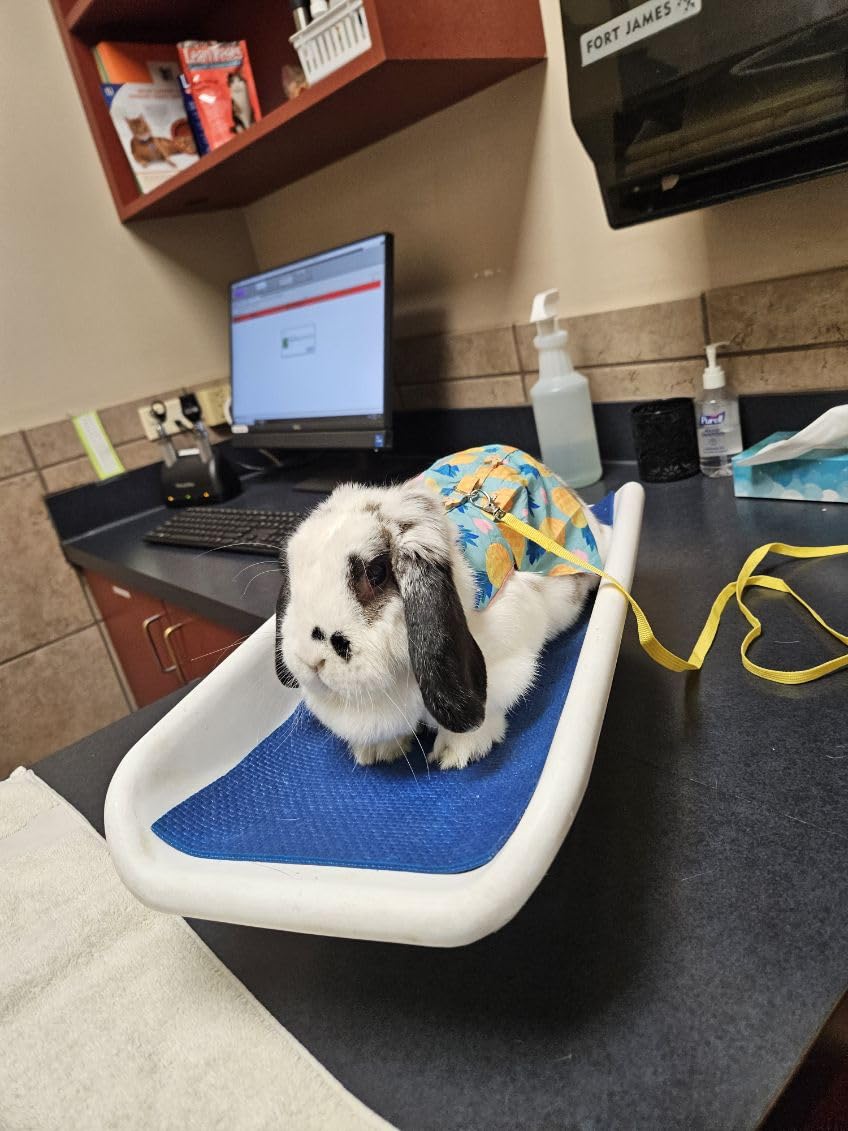 3 Sets Easter Rabbit Bunny Harness and Leash Gift, Cute Bunny Clothes for Rabbits Dress Costume Walking Harness Escape Proof customer photo 2