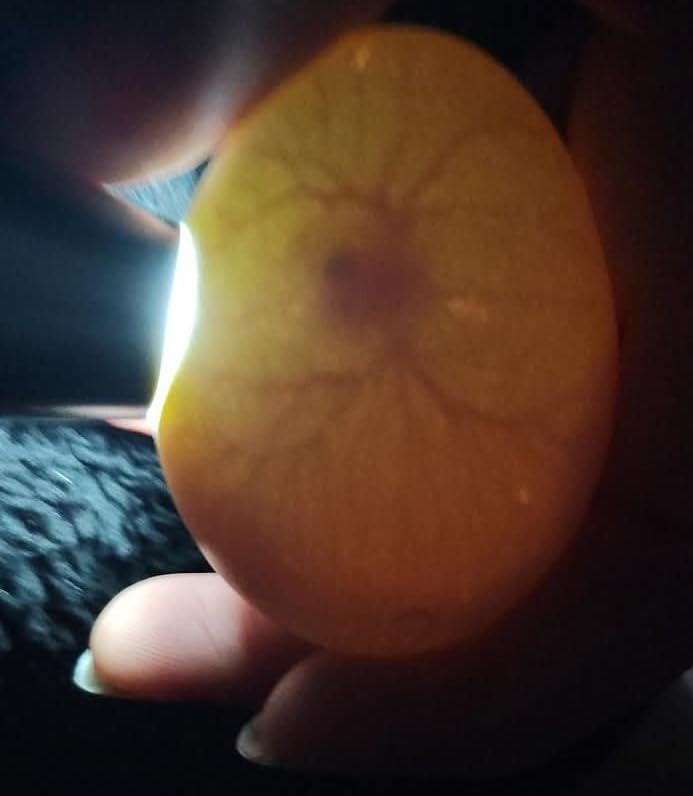 Egg Candler, Egg Incubator Light【2026 Upgraded Charger】 Egg Candler Candling Checker Light for Chicken Quail Dark Canary Pigeon All Eggs Battery Powered(Include Egg Candling Guide) customer photo 2