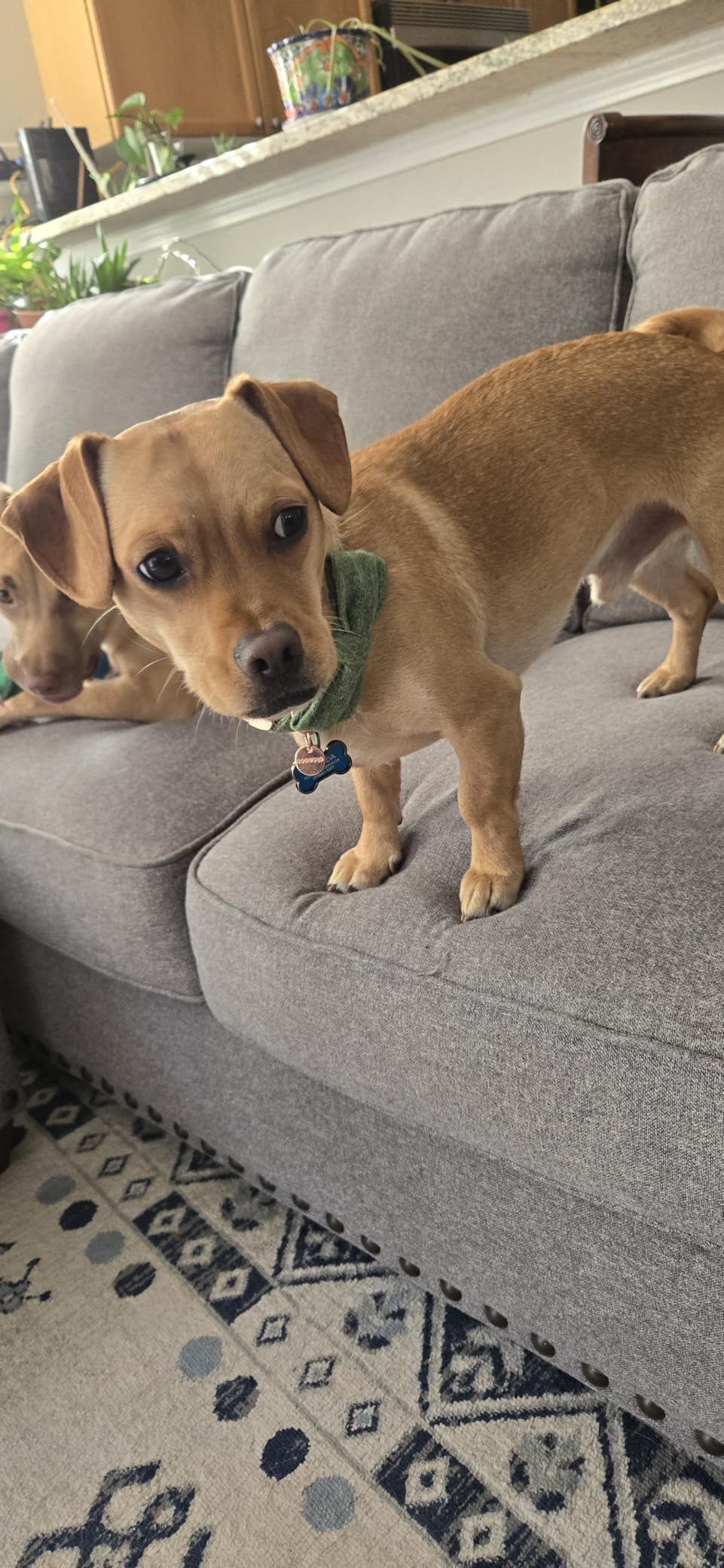 DOGWONG Hemp Cotton Dog Collar with Bow, Christmas Red Pet Collar Durable Adjustable Puppy Collar for Small Medium Large Dogs customer photo 1