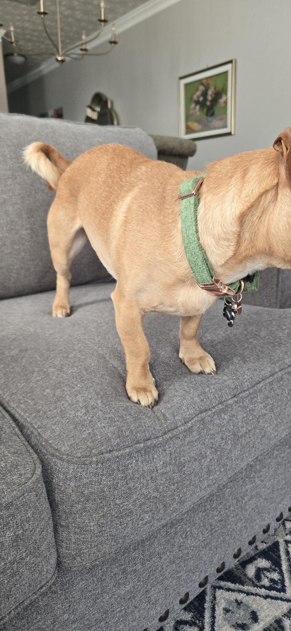 DOGWONG Hemp Cotton Dog Collar with Bow, Christmas Red Pet Collar Durable Adjustable Puppy Collar for Small Medium Large Dogs customer photo 2