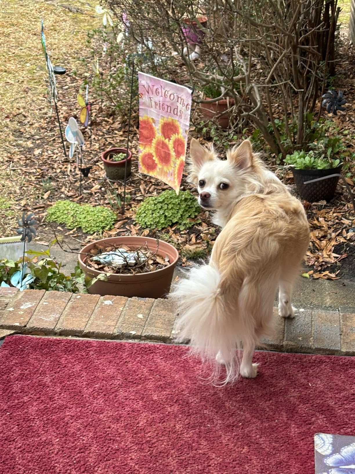 2 Packs Pet Hemp Oil for Dogs and Cats- Anxiety, Stress Pain Holistic Inflammation Relief - for Joint Hip Arthritis, Calming Oil Drop, Organic Pets Treats customer photo 1