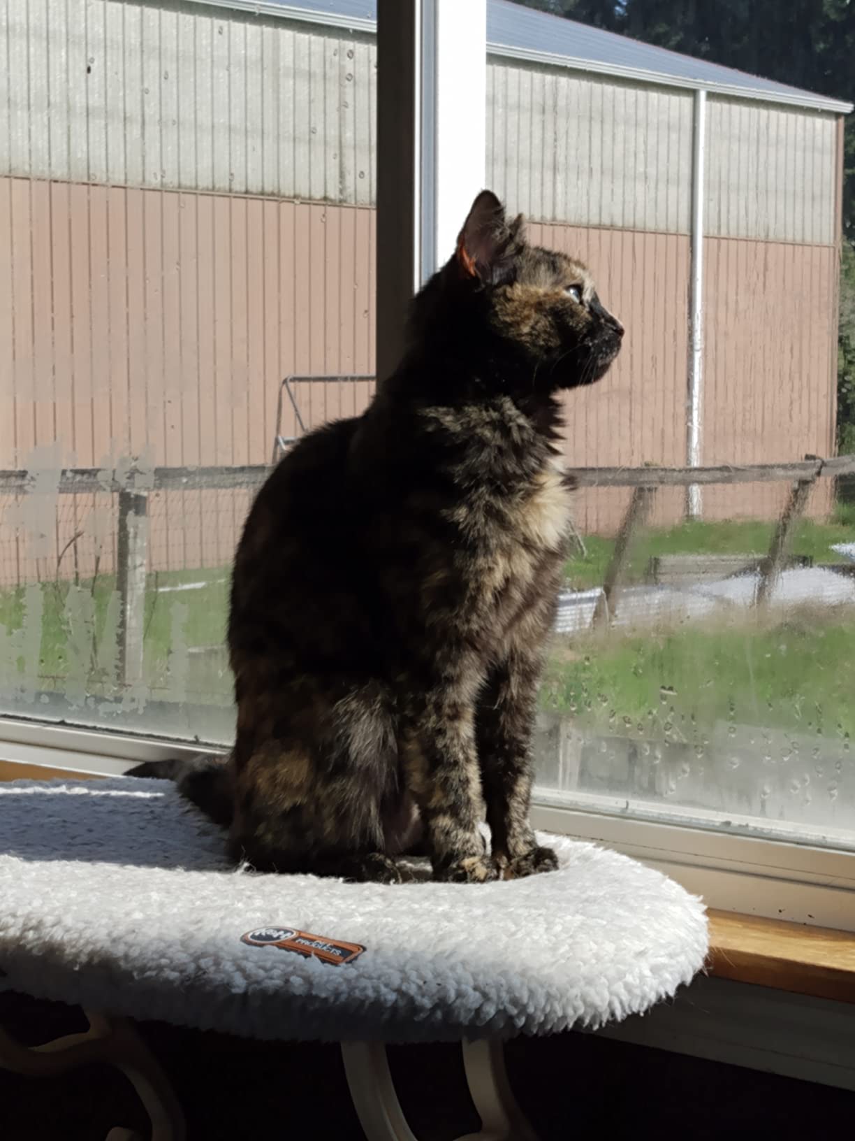 2 Packs Pet Hemp Oil for Dogs and Cats- Anxiety, Stress Pain Holistic Inflammation Relief - for Joint Hip Arthritis, Calming Oil Drop, Organic Pets Treats customer photo 2