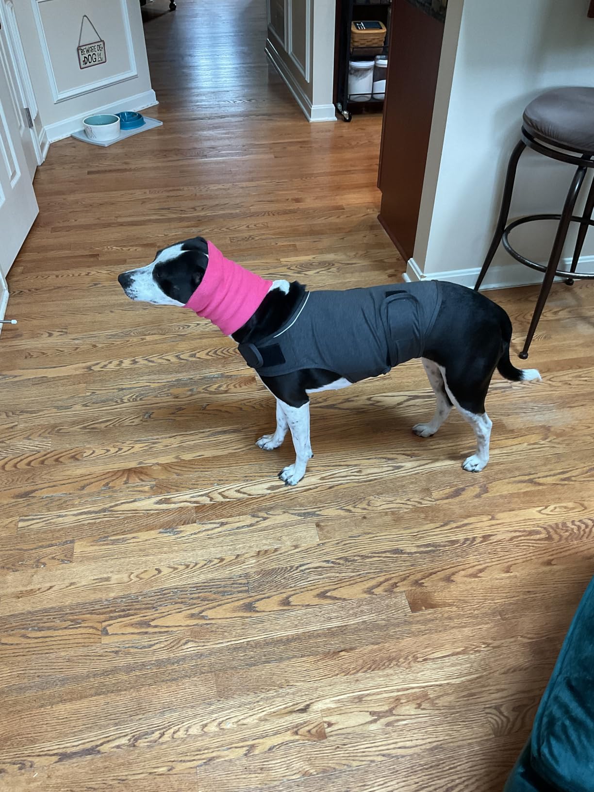 Dog Anxiety Relief Shirt, Adjustable Anxiety Coat Jacket for Fireworks, Thunderstorm, Travel, Separation, Calming Vest Wrap for Small Medium Large Dogs (XL) customer photo 1