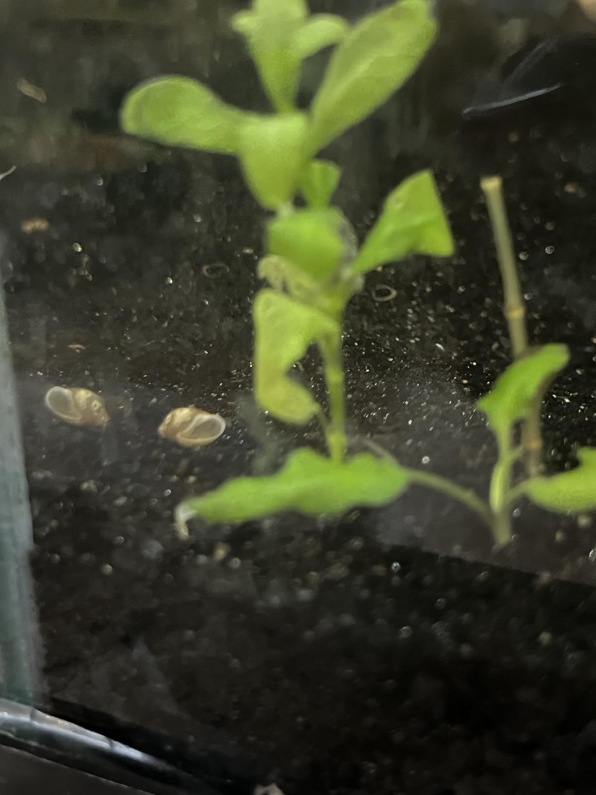 Aqua Natural Galaxy Sand Bio-Substrate 5lb for Aquariums, Sand seeded with Start up bio-Active nitrifying Bacteria customer photo 1