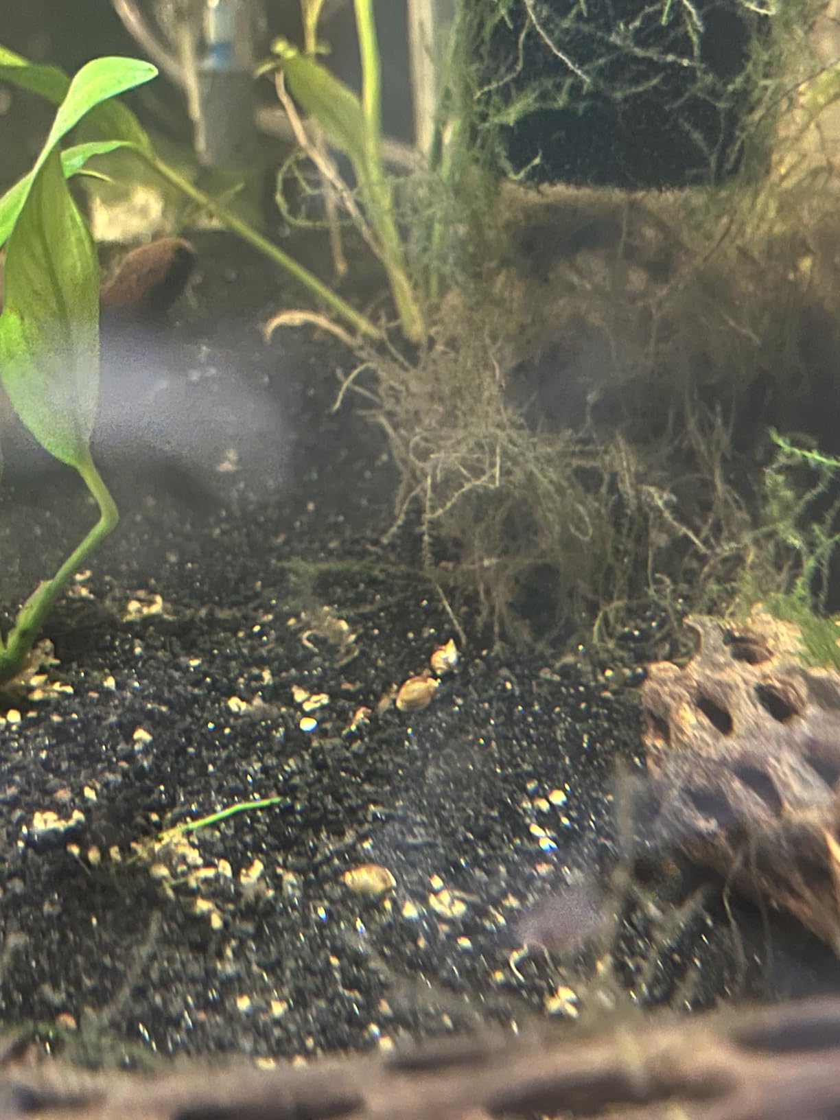 Aqua Natural Galaxy Sand Bio-Substrate 5lb for Aquariums, Sand seeded with Start up bio-Active nitrifying Bacteria customer photo 2