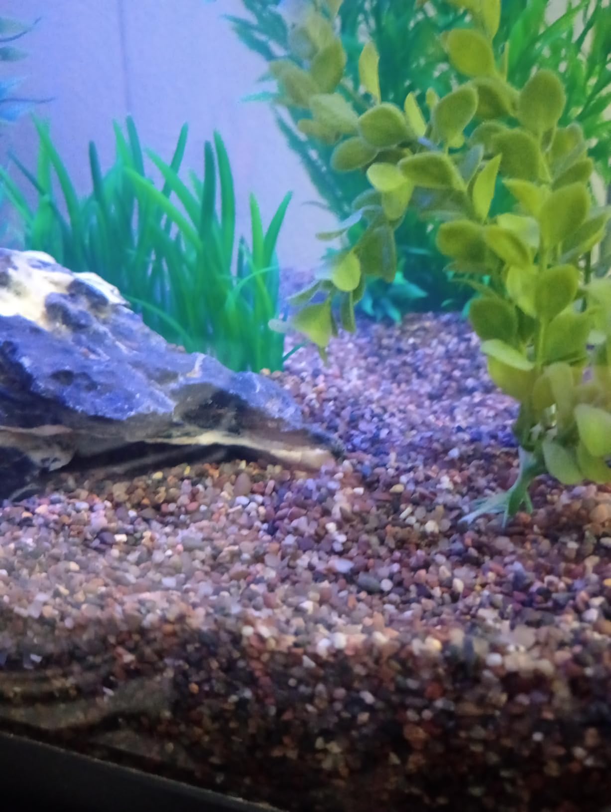 Aqua Natural Midnight Pearl 10lb Gravel Substrate for aquascaping, Aquariums, vivariums and terrariums 2-4mm, Brown, Small customer photo 1