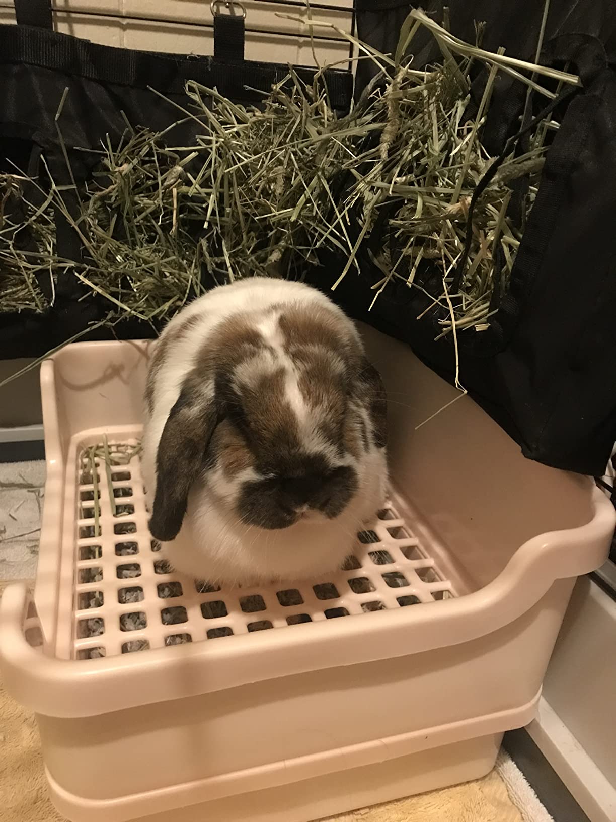 HoppScotch.bun Bumbox Large Rabbit Litter Box, 15.75