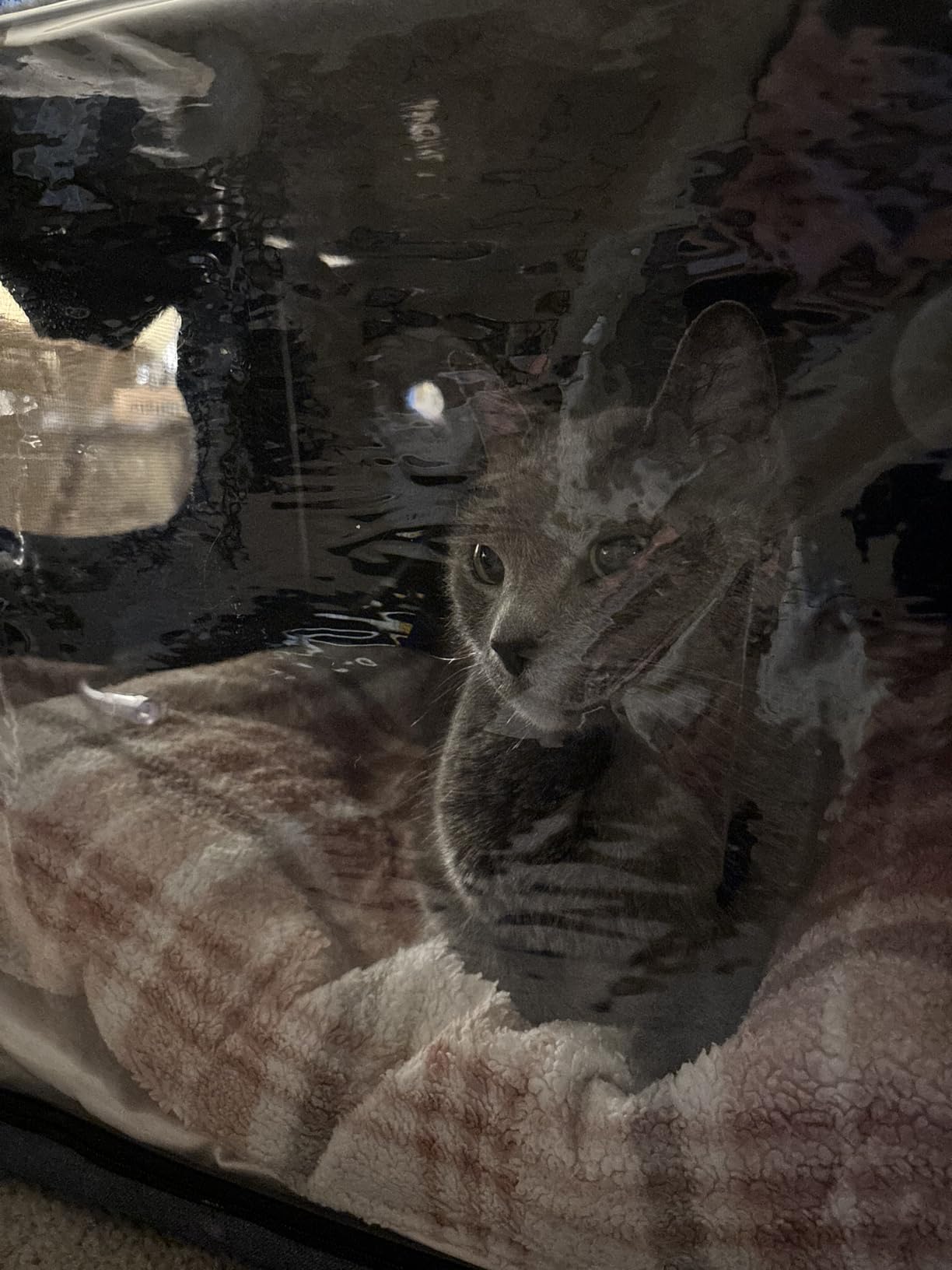 Pet Atomization Nest,Cat and Dog Atomization Box Oxygen Inhalation Machine Dedicated Folding Atomization Box,Small Pet Oxygen Inhalation Box ICU Cage-Grey 24 in customer photo 1